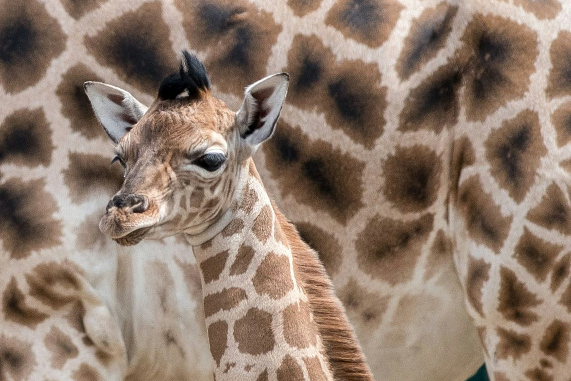 Ein weiteres Giraffenkalb wurde im Tierpark Berlin im Bezirk Lichtenberg geboren.