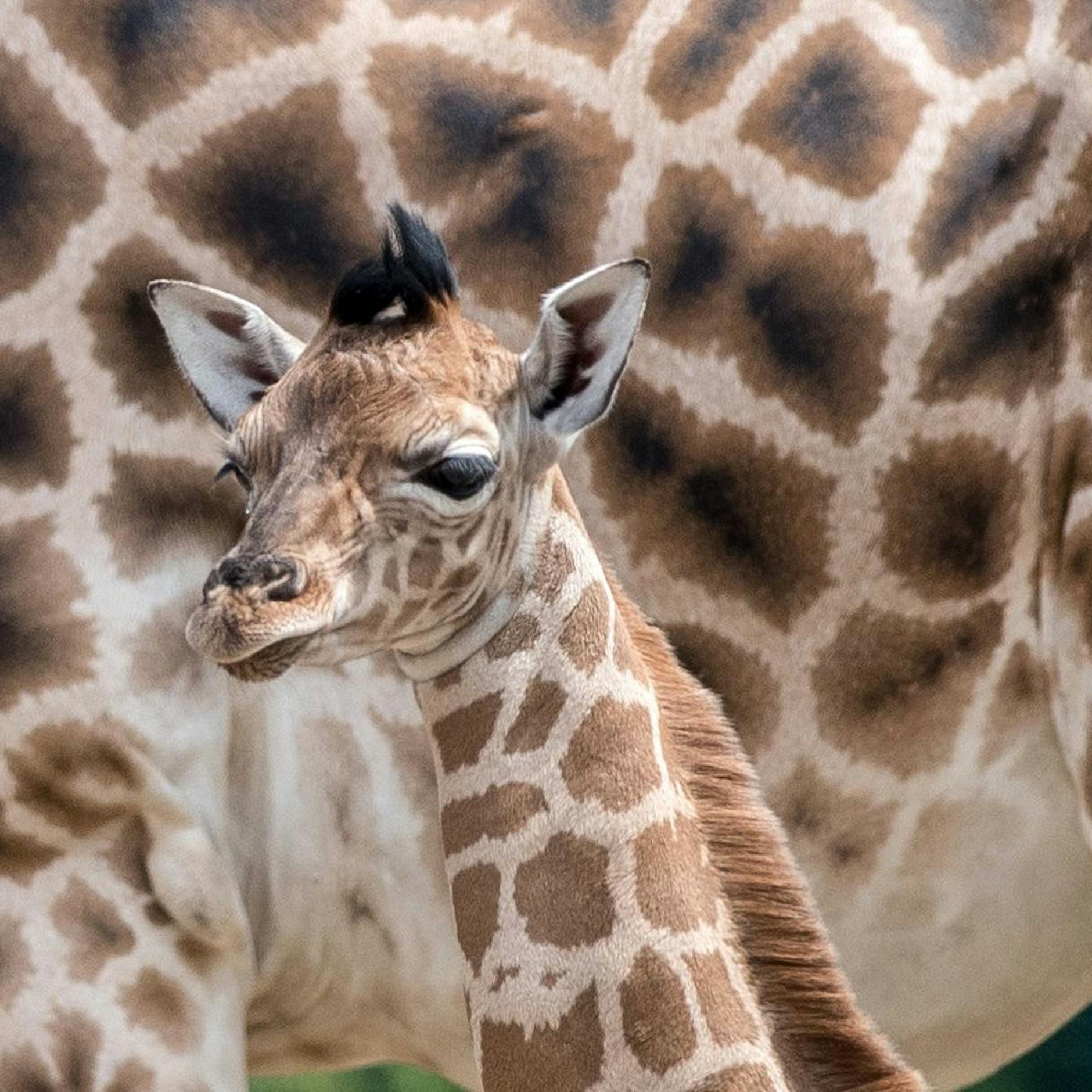 Image - Tierpark Berlin: Drittes Giraffenkalb in diesem Jahr geboren