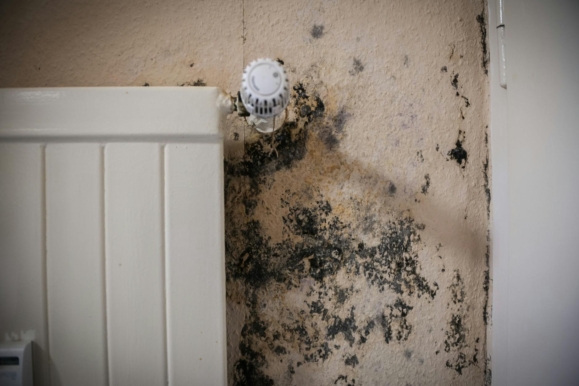 Schimmel kann in der Wohnung zu einem echten Problem werden.