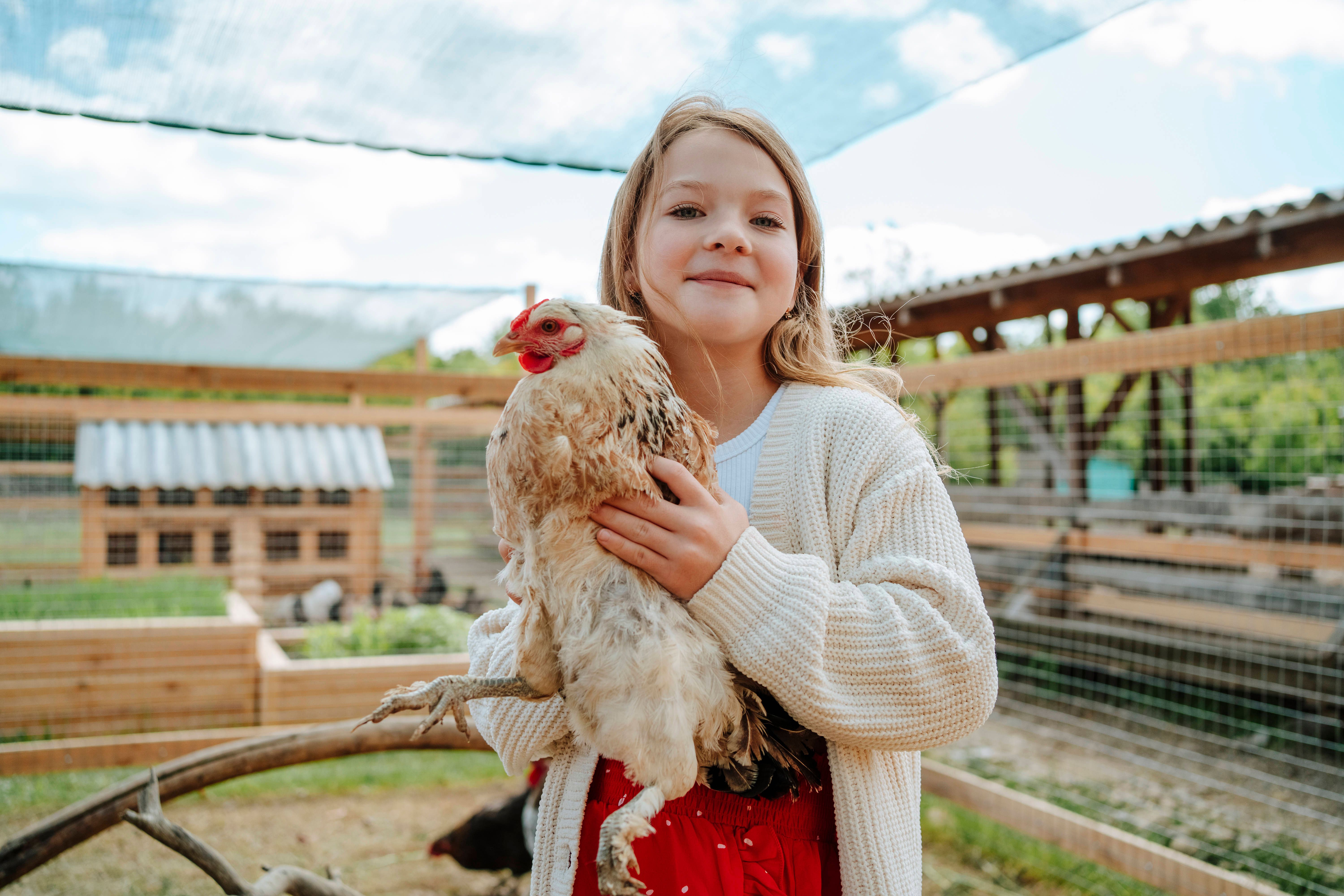Darf ich Hühner in der Stadtwohnung halten?