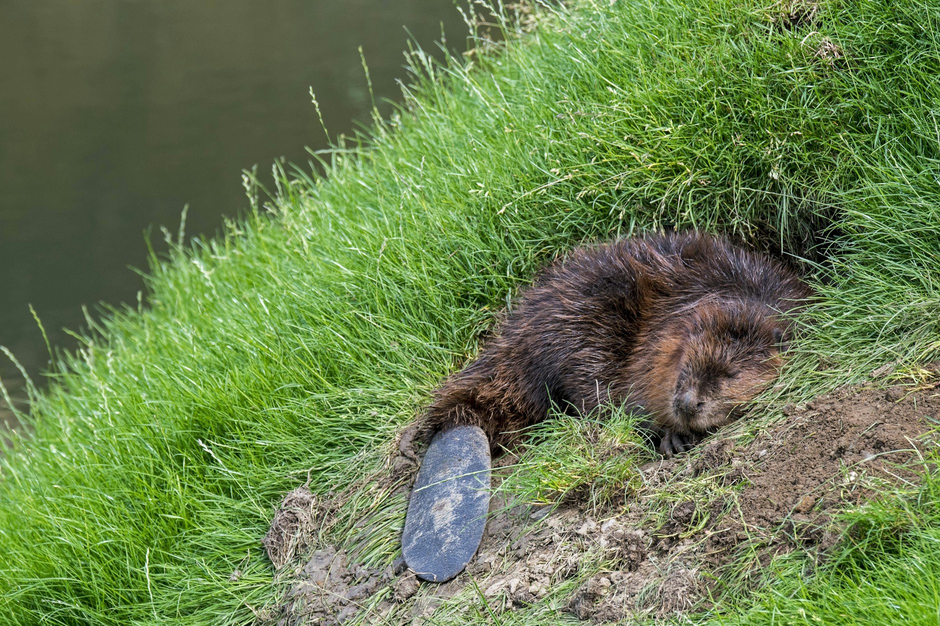 Der Kampf gegen das Hochwasser an der Oder spitzt sich zu – und ausgerechnet die putzigen Biber geraten ins Visier. 25 Tiere wurden bereits geschossen! (Symbolfoto - dieser Biber schläft nur bei seinem Loch) 