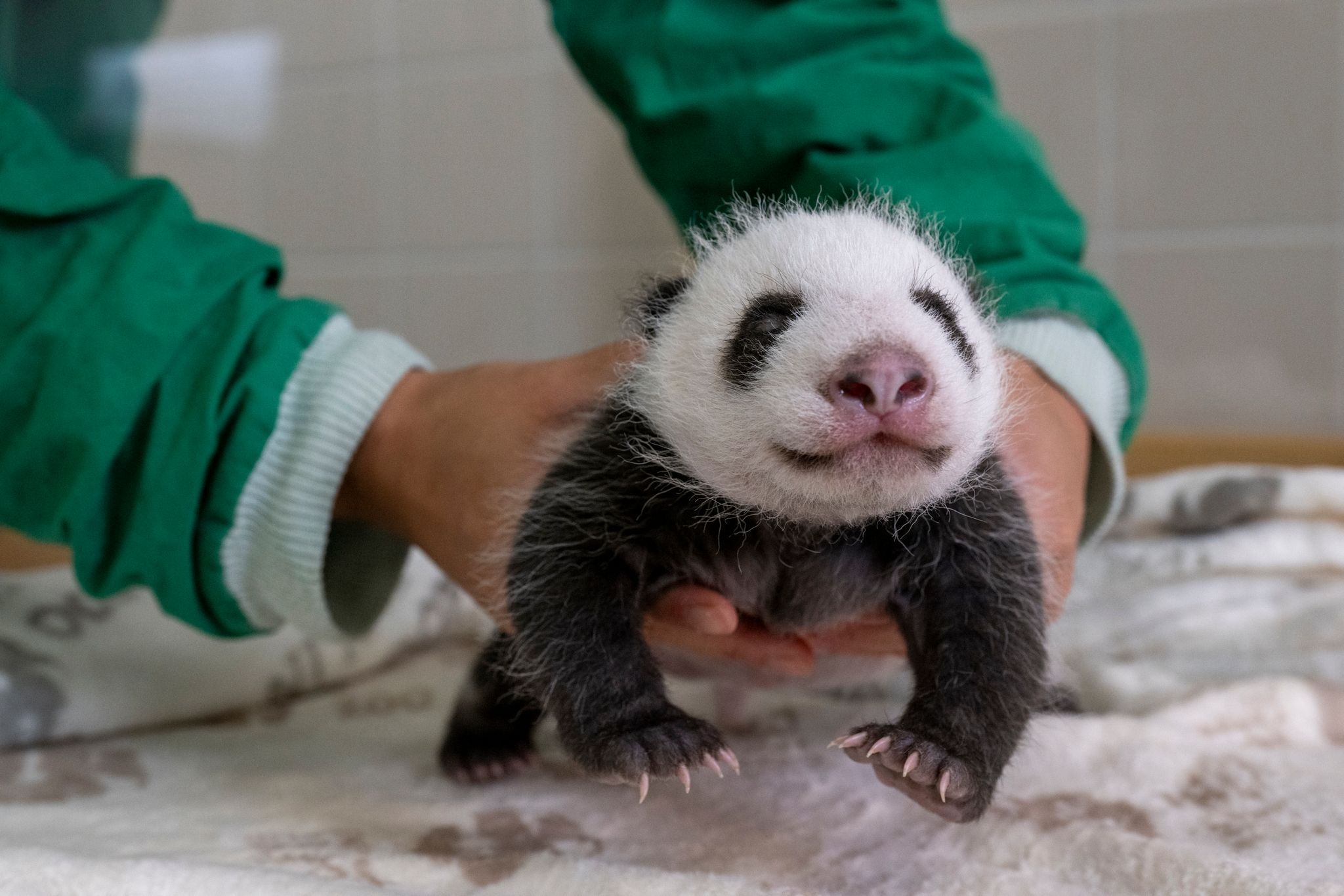 Berliner Zoo: Panda-Babys öffnen erstmals die Augen - neues Video