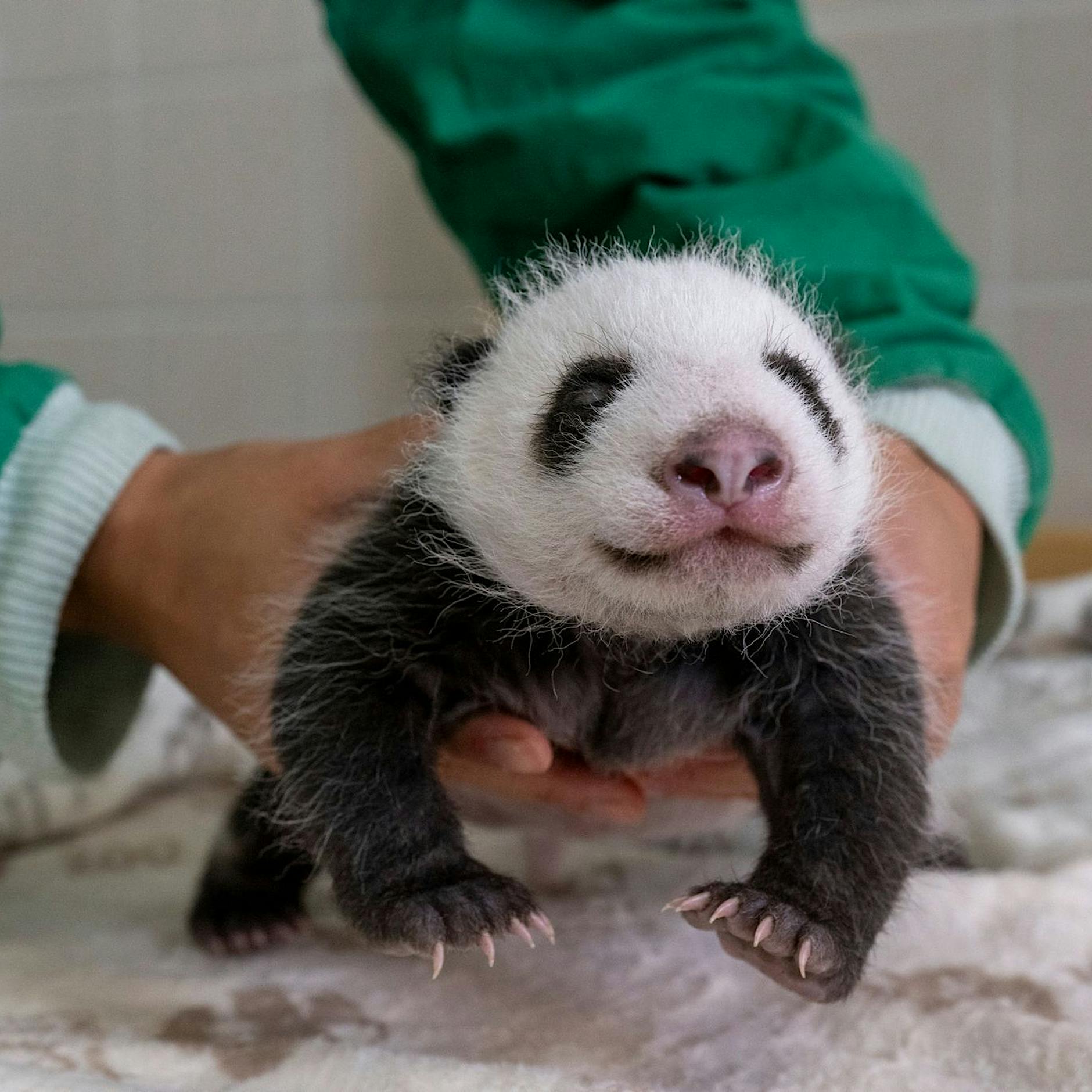 Berliner Zoo: Panda-Babys öffnen erstmals die Augen - neues Video