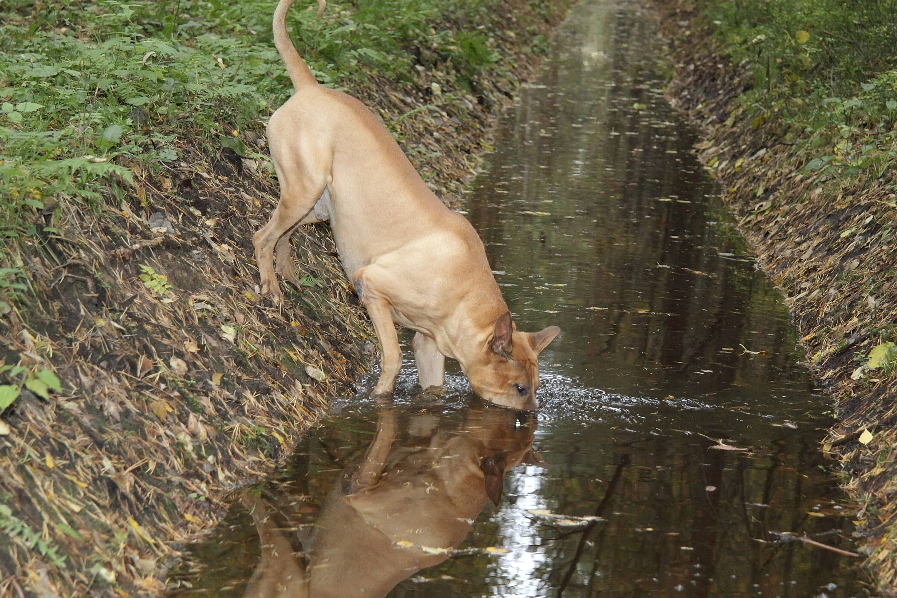 Krasser Hunde-Trick: So bringen Sie Ihrem Hund bei, sich die Pfoten zu reinigen!