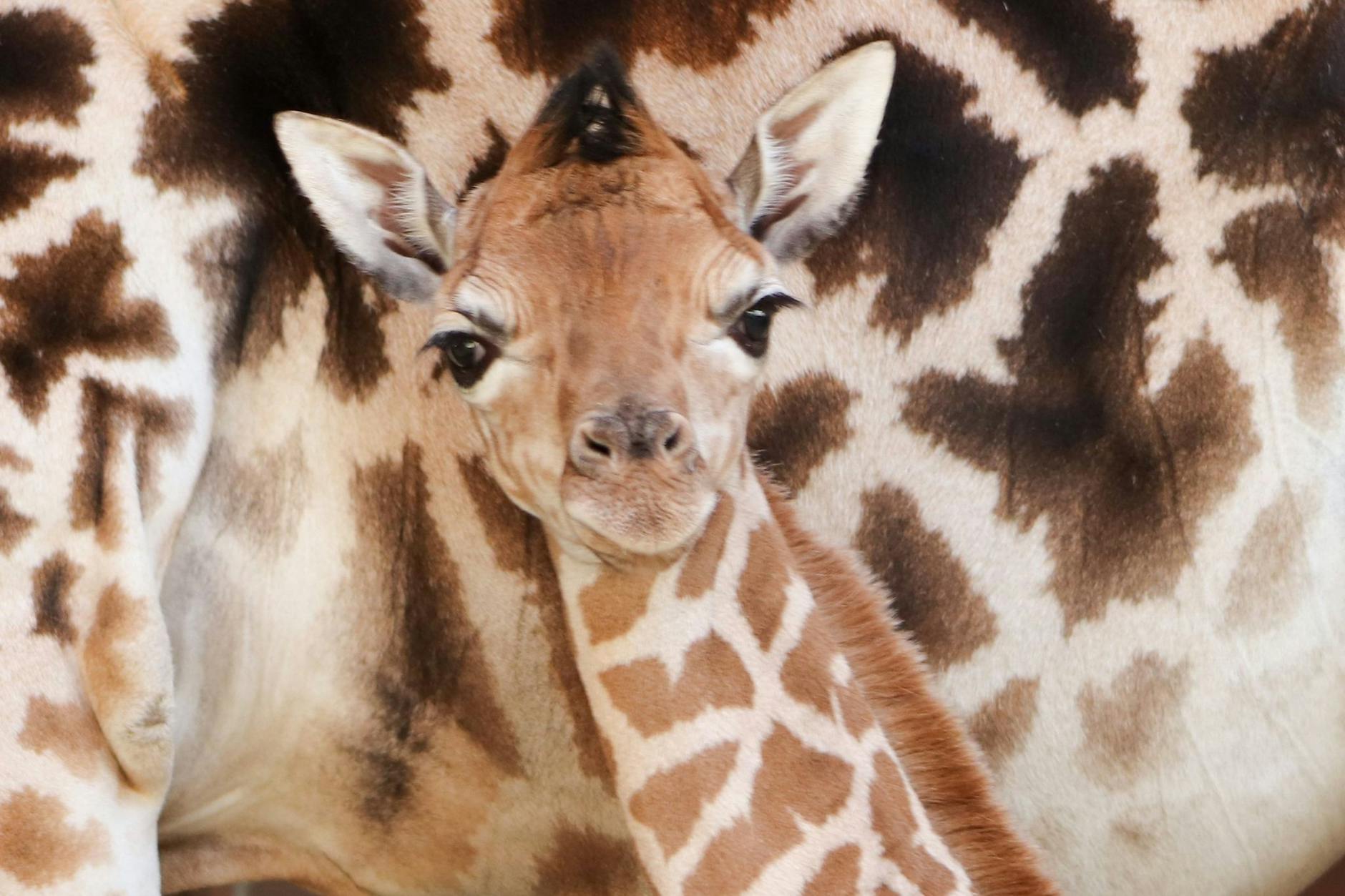 Vor Kurzem kam eine Giraffe im Berliner Tierpark zur Welt.