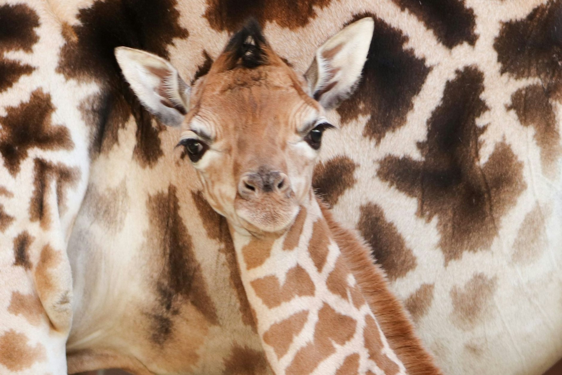Vor Kurzem kam eine Giraffe im Berliner Tierpark zur Welt.