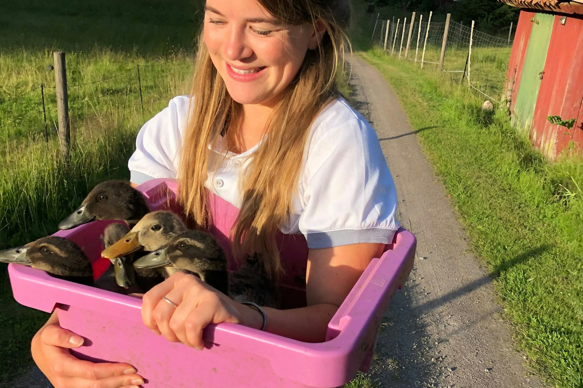 Die jungen Enten auf dem Weg zum Teich. Zum ersten Mal dürfen diese Entenküken ohne Aufsicht am Teich planschen. Wussten Sie, dass Enteneier nicht nur lecker zum Frühstück sind, sondern sich noch viel hervorragender zum Backen von saftigen Kuchen eignen?