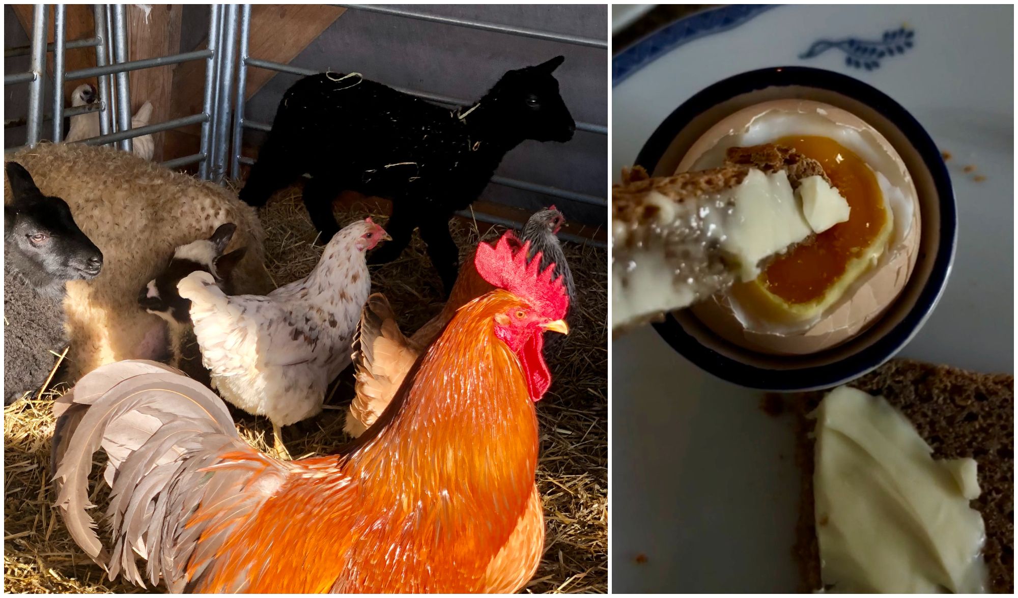 Morgenfrische vom Hof: 5 Tipps für das perfekte Frühstücksei!