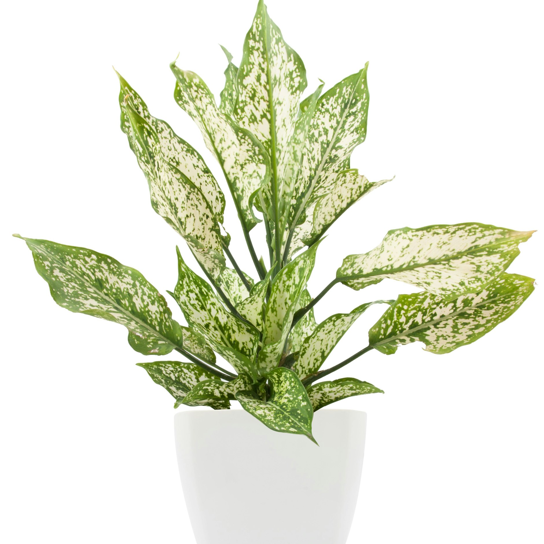 Die Dieffenbachia ist pflegeleicht und daher eine dankbare und einfache Zimmerpflanze.