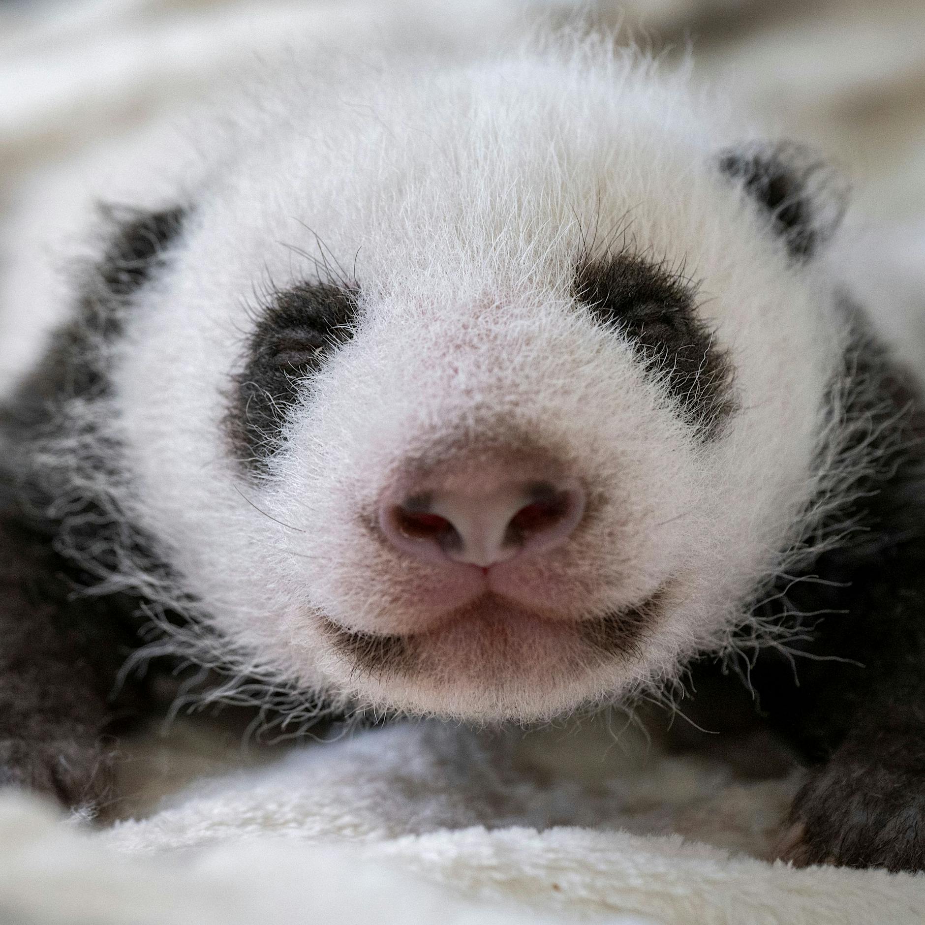 Berliner Zoo: Panda-Babys für Besucher ab 16. Oktober zu sehen