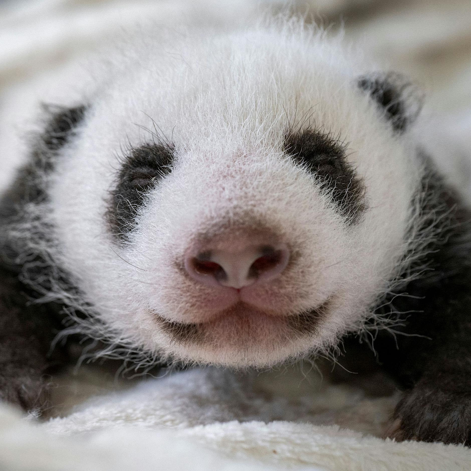 Berliner Zoo teilt Panda-Update: So niedlich sind die Bärchen (Video)