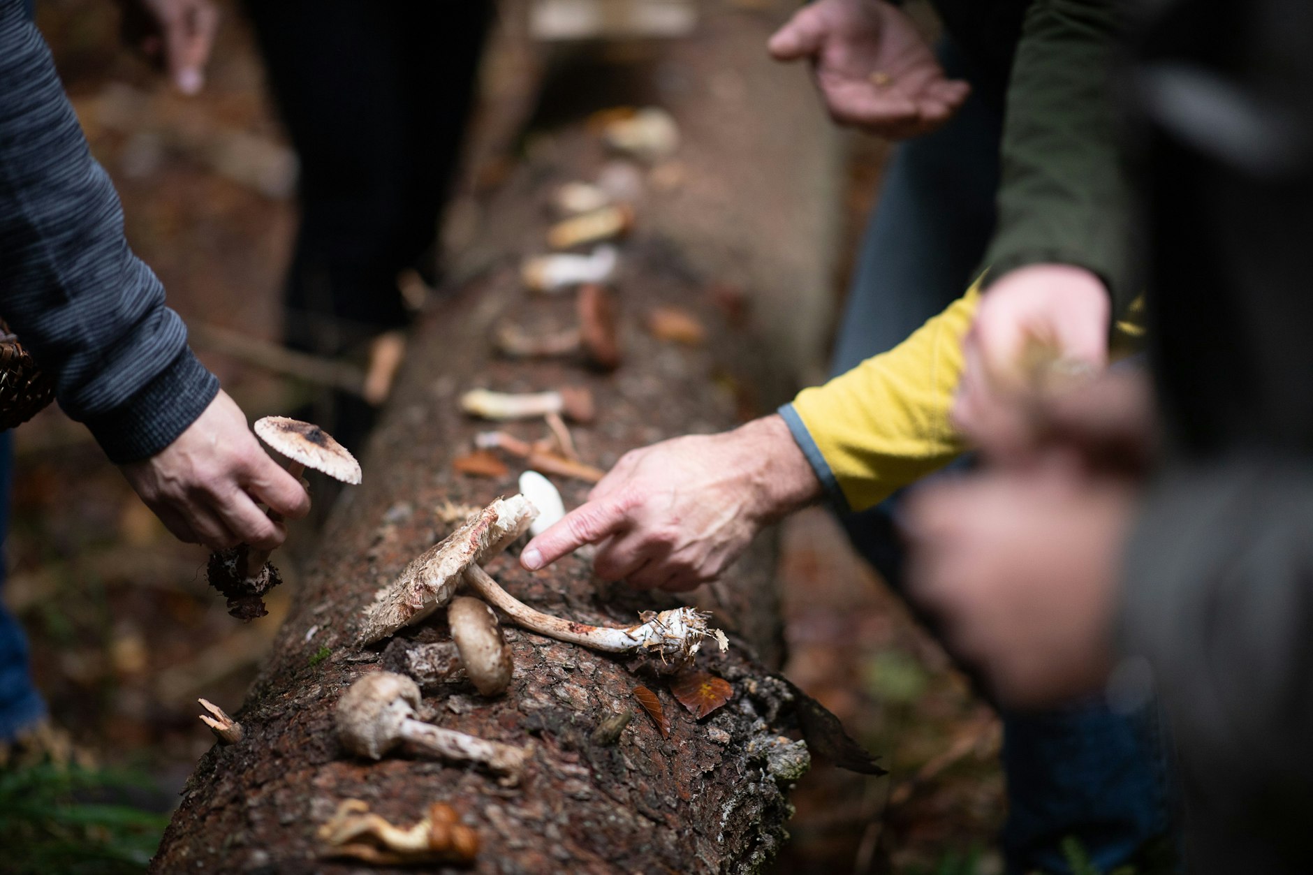 Wer für den heimischen Herd die Gewächse sammeln will, darf das in vielen Fällen. Aber Vorsicht ist geboten, Unwissenheit kann zu Übelkeit oder Schlimmerem führen. Pilze, die Sie nicht zuordnen können, sollten im Wald bleiben!