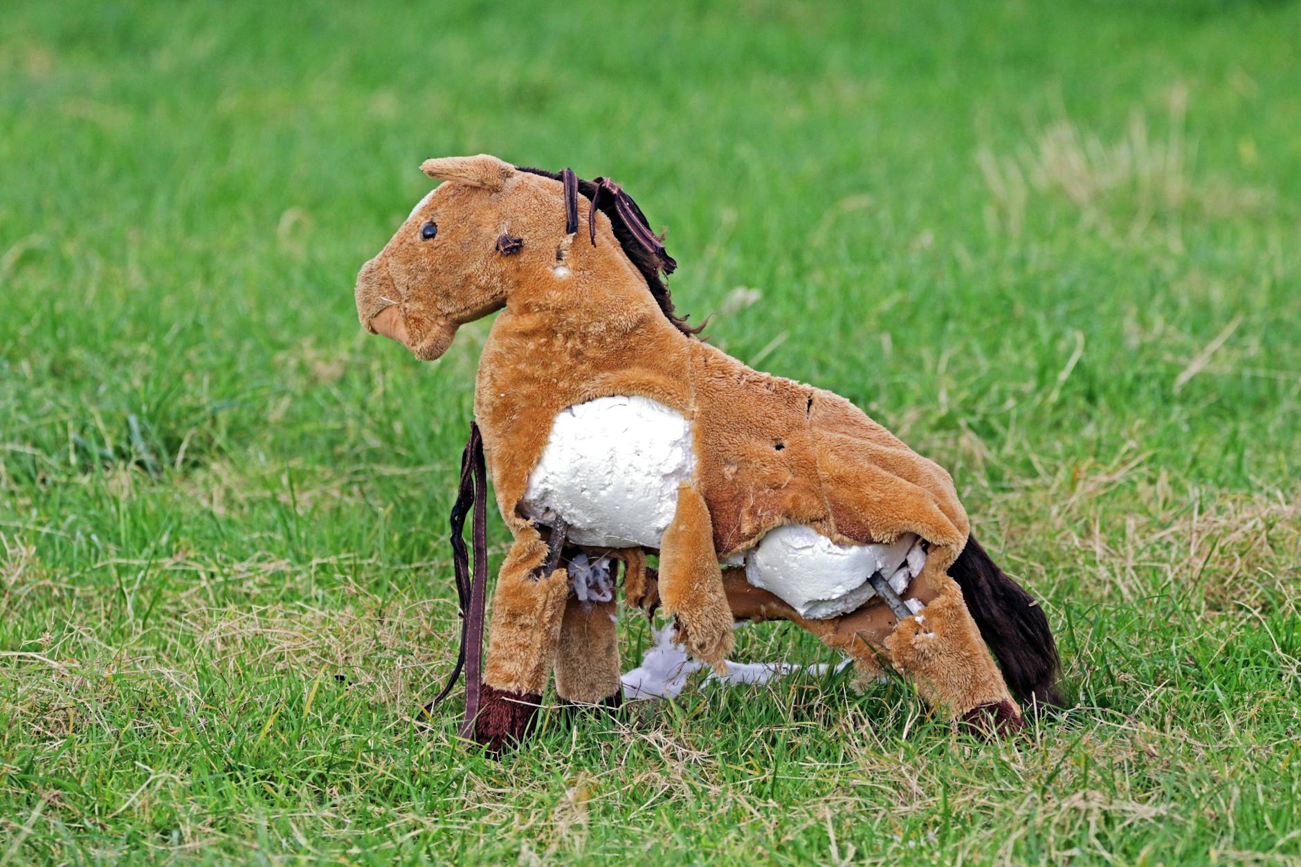 Falsches Spielzeug für Hunde Ein Pferd als Kinderspielzeug wurde für Hunde zweckentfremdet und zerstört.