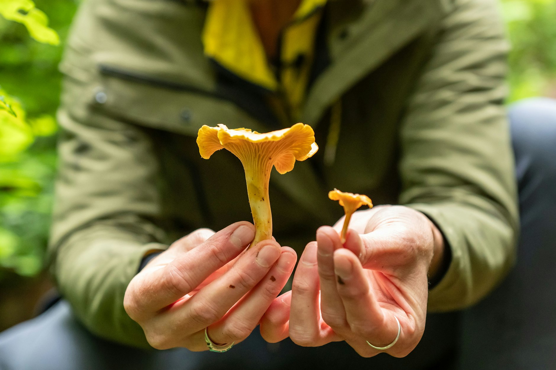 (Symbolfoto) Baden-Württemberg: Nadja Frotscher, Pilzcoach, hält einen „Amethystschuppiger Pfifferling“ (l) und einen „Aprikosen-Pfifferling“ in einem Waldstück in den Händen.