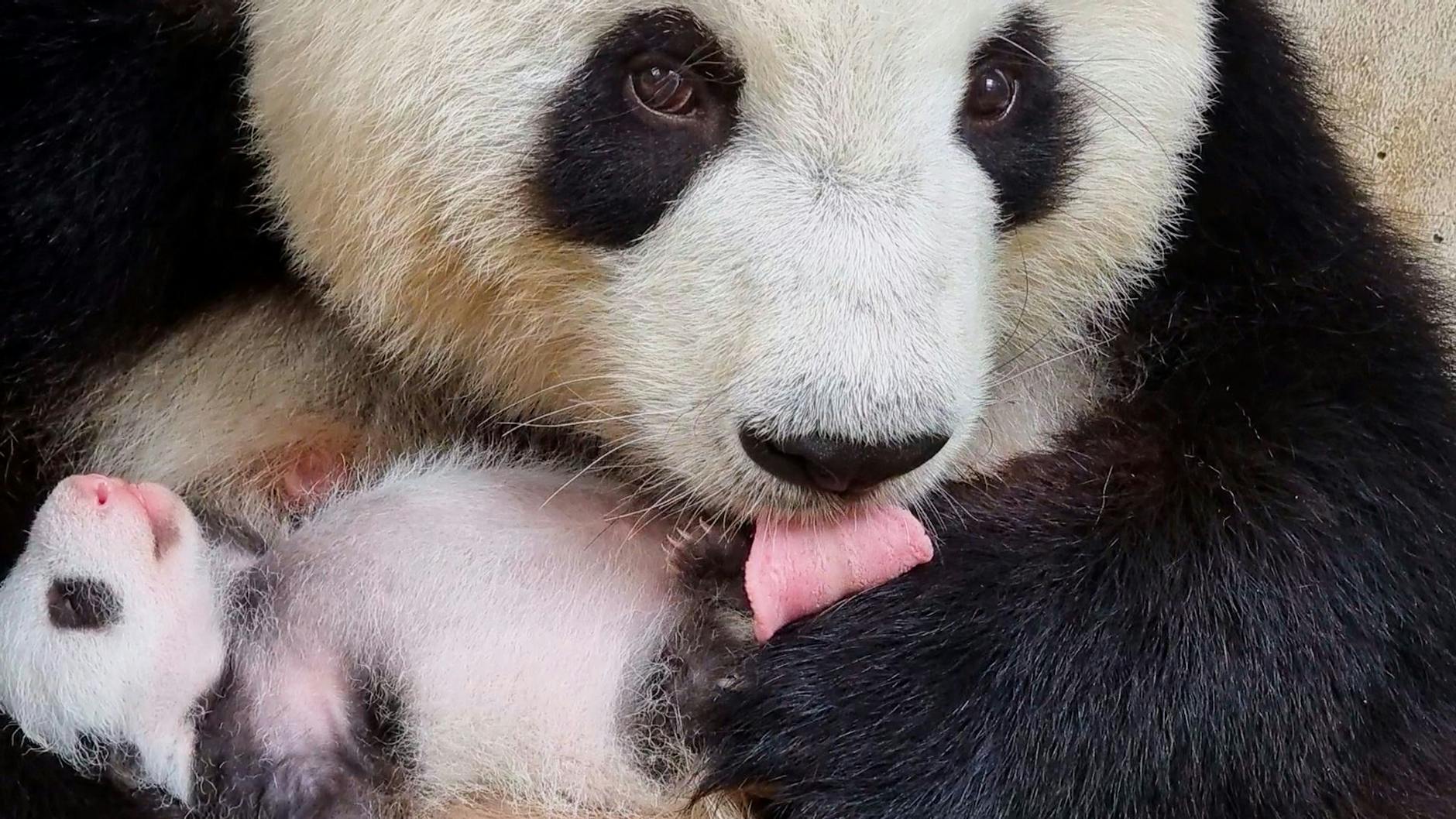 Pandabären-Mutter Meng Meng kuschelt mit einem ihrer Babys. Sie das auch weiterhin hinter den Kulissen der Panda-Anlage machen. 