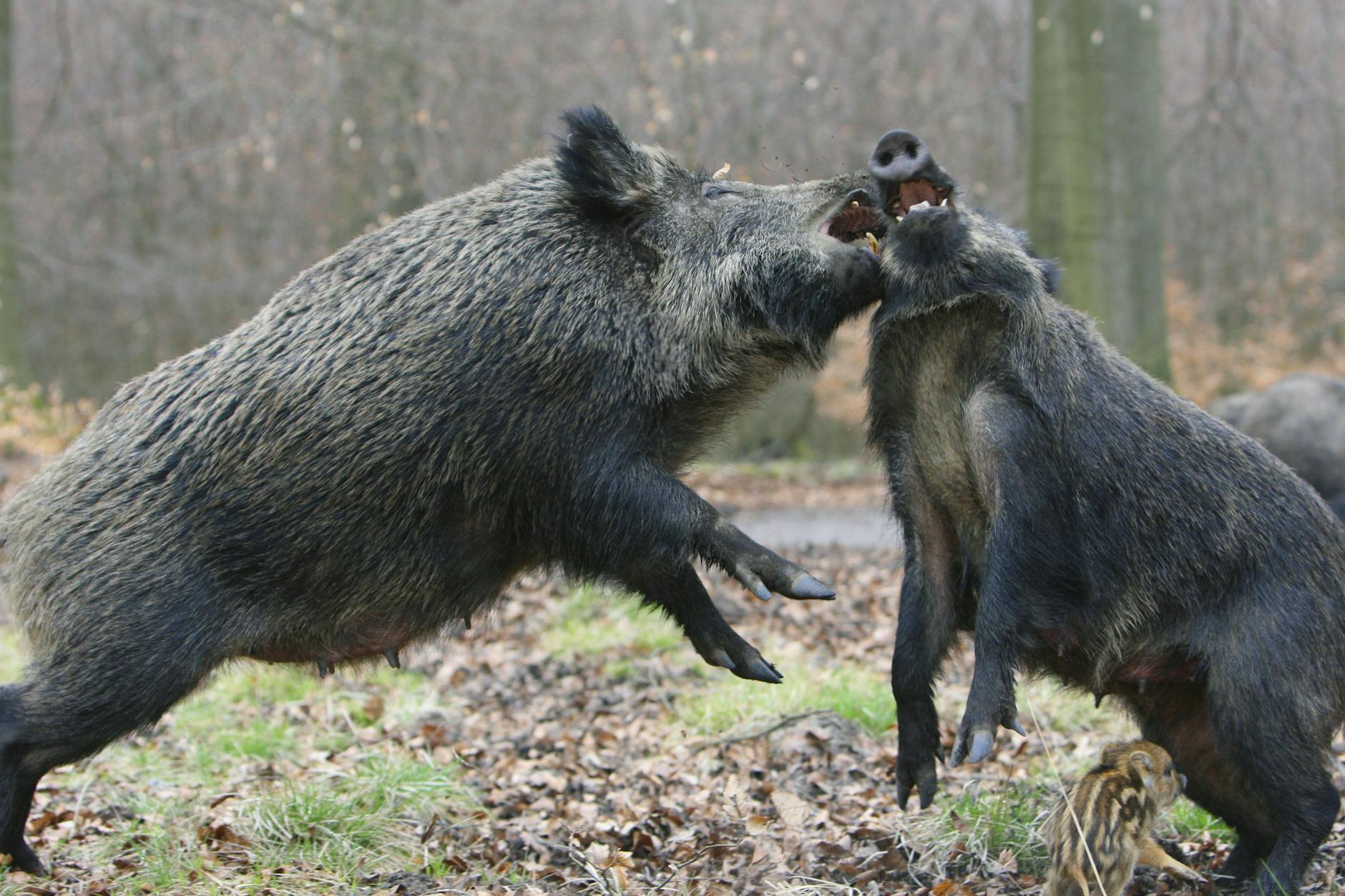Wildschweine können sehr gefährlich werden. Besonders, wenn sie ihren Nachwuchs verteidigen.