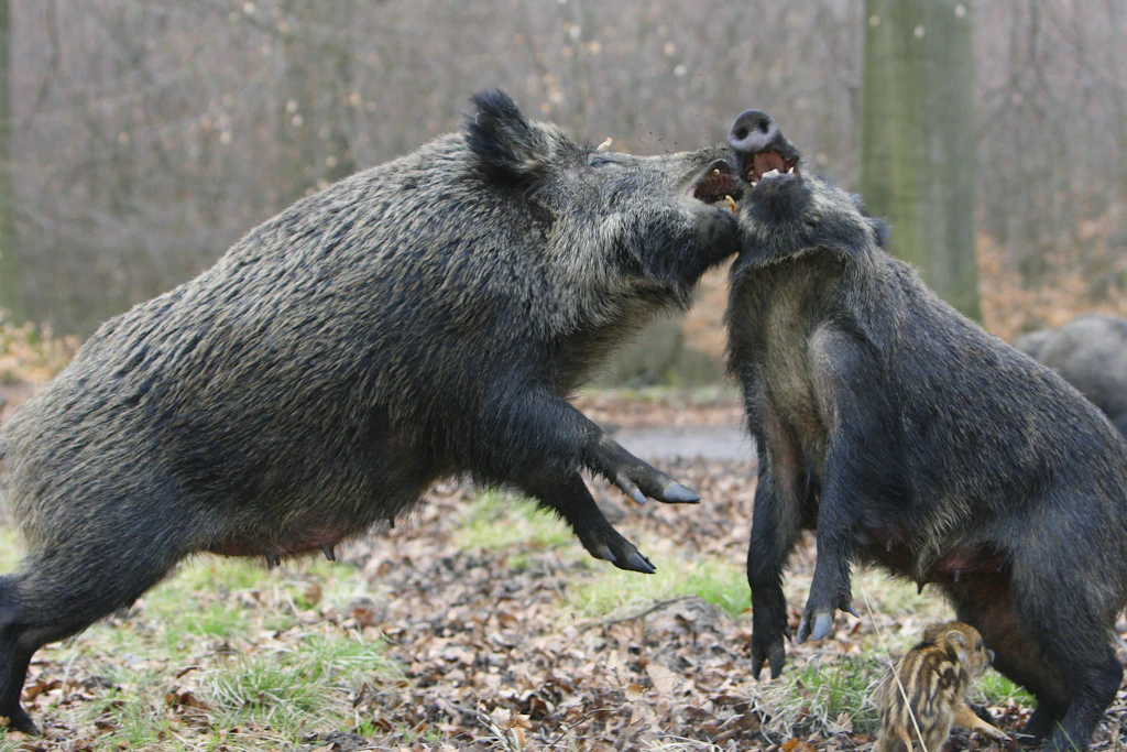 UPDATE+++Obdachlose von Wildschweinen gejagt, Polizei glaubt ihnen nicht