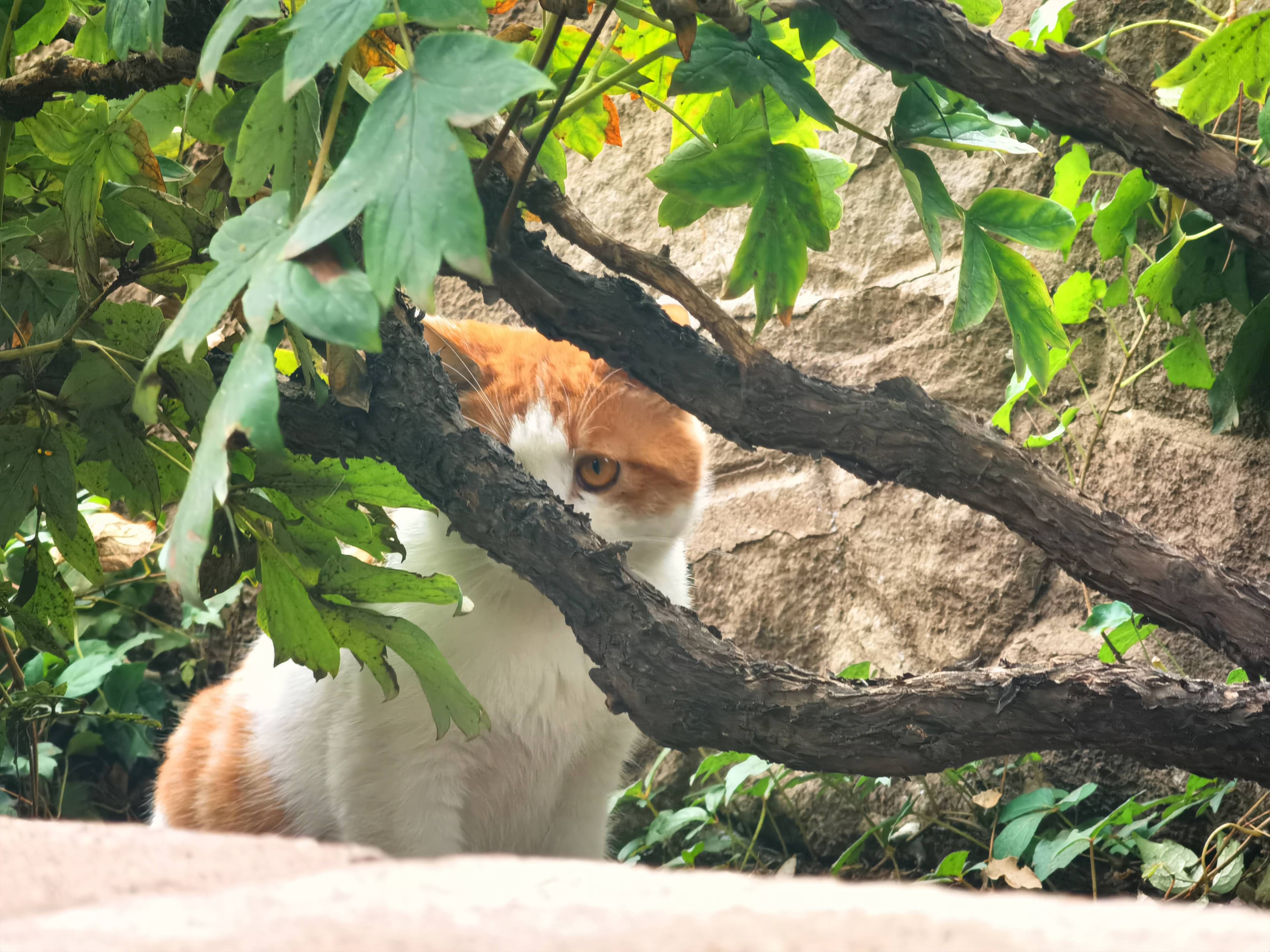 Katzen-Krimi in der Lausitz: 130 Katzen wie vom Erdboden verschluckt