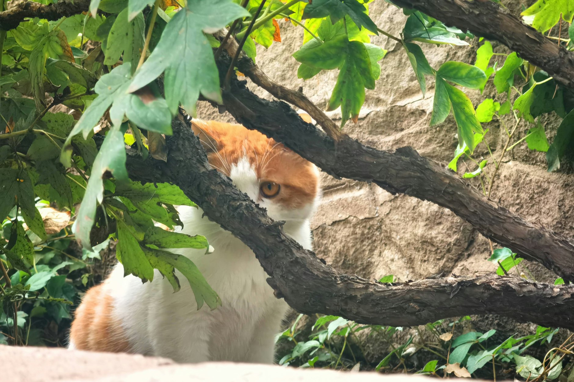 Verzweiflung in der Lausitz: Immer mehr Katzen verschwinden spurlos, während besorgte Halter versuchen, ihre Tiere zu schützen. (Symbolfoto).