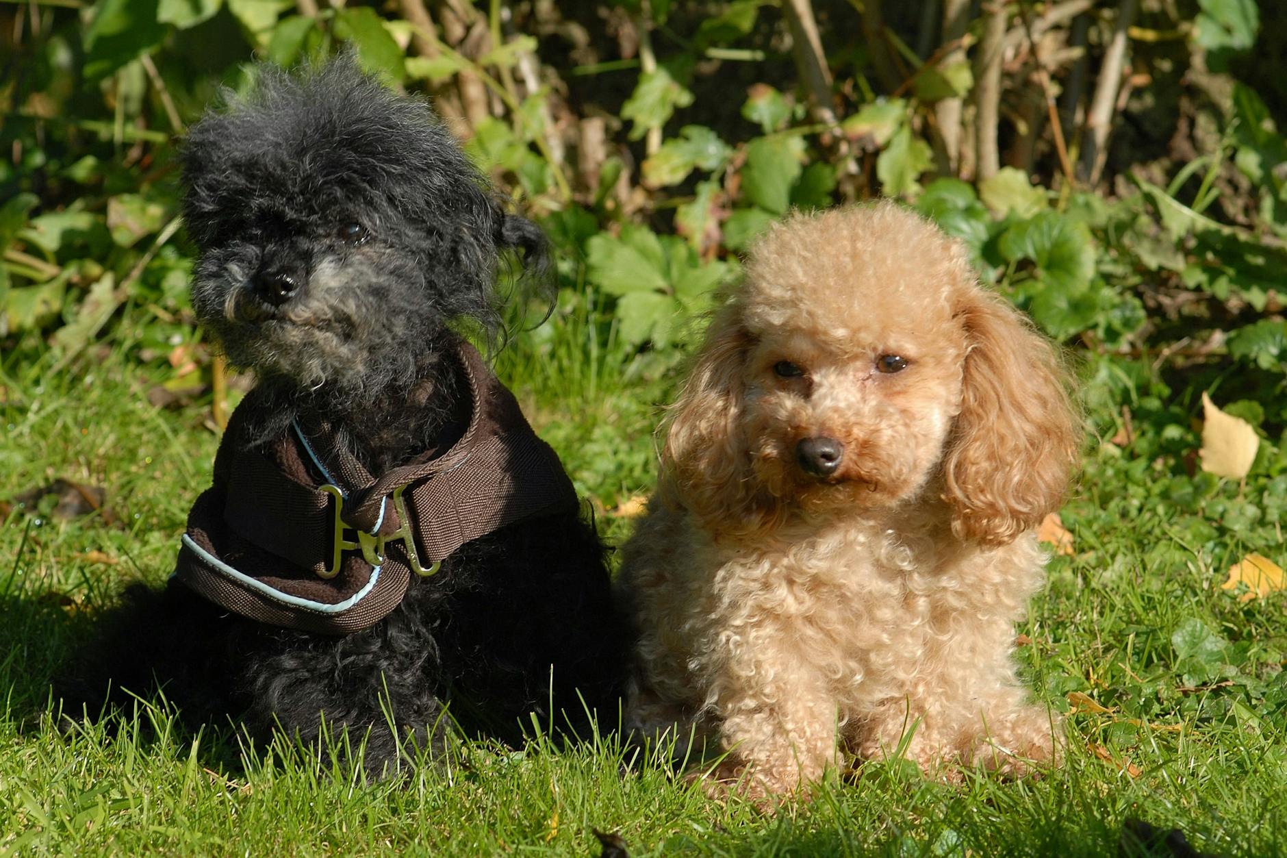Auch Toypudel zählen zu den überzüchteten Hunden.