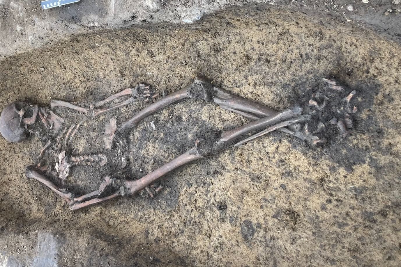 Eines der fünfzig Wikingerskelette, die Archäologen in Dänemark entdeckten