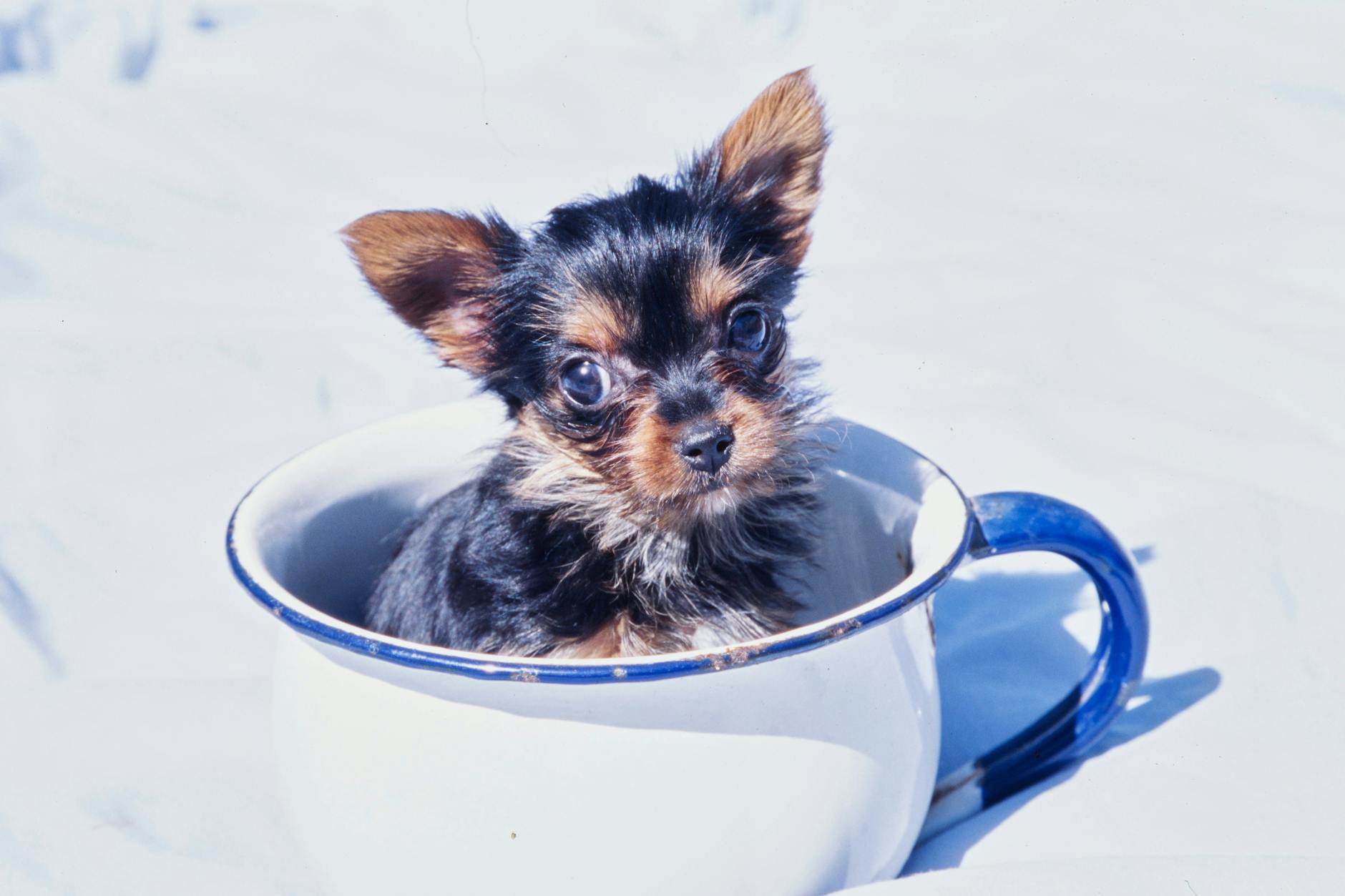Teacup-Hunde werden leider immer beliebter.