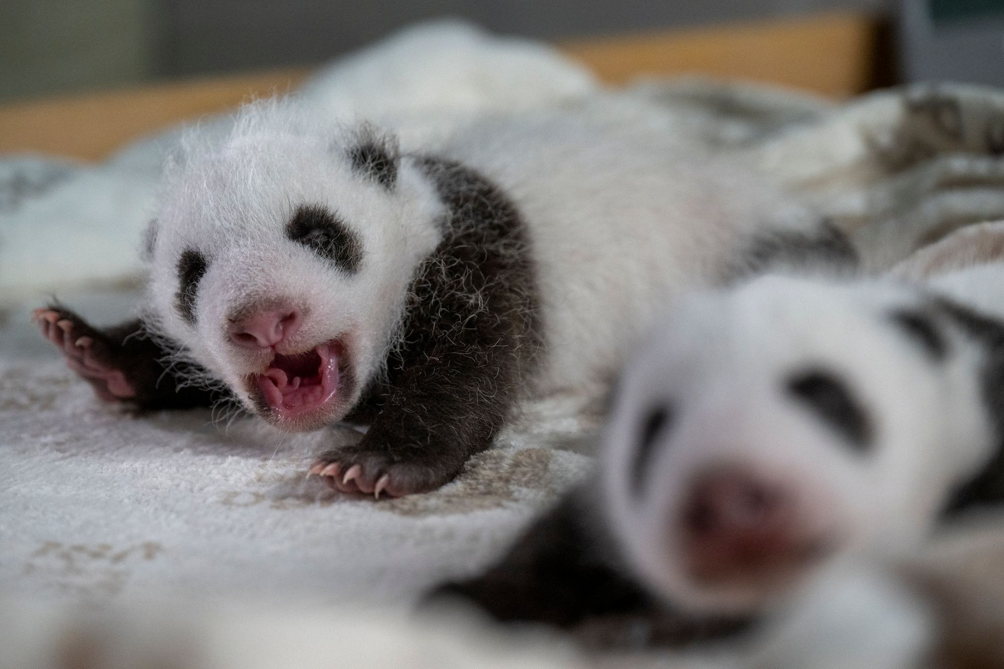 Image - Sensation im Zoo: Berliner Panda-Babys jetzt schon zu sehen