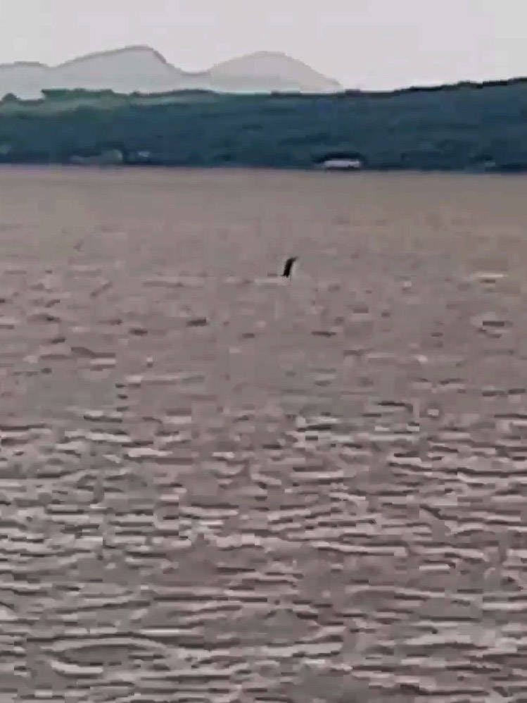 Sind auf diesem Bild Hals und Kopf eines Seeungeheuers zu sehen? Zumindest erinnert die Aufnahme verdächtig an das erste bekannte Foto des angeblichen Ungeheuers von Loch Ness.