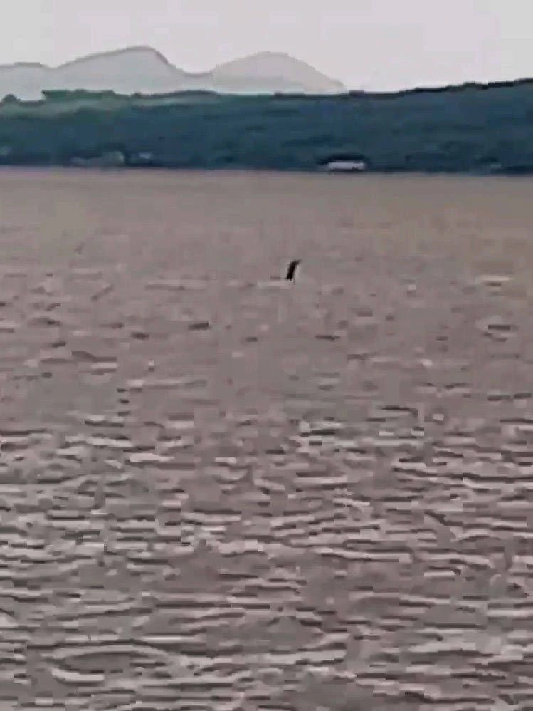 Sind auf diesem Bild Hals und Kopf eines Seeungeheuers zu sehen? Zumindest erinnert die Aufnahme verdächtig an das erste bekannte Foto des angeblichen Ungeheuers von Loch Ness.