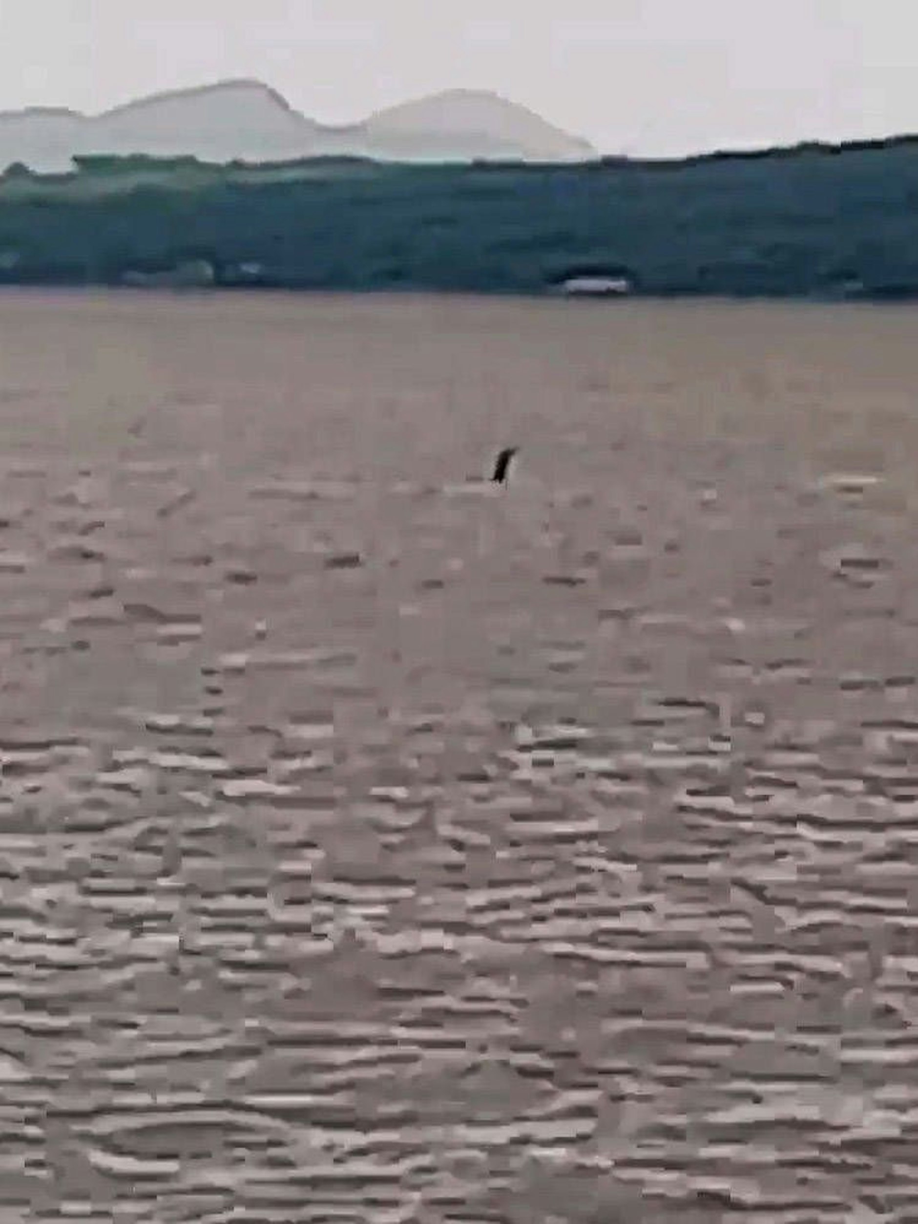 Sind auf diesem Bild Hals und Kopf eines Seeungeheuers zu sehen? Zumindest erinnert die Aufnahme verdächtig an das erste bekannte Foto des angeblichen Ungeheuers von Loch Ness.