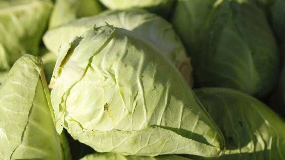 Das Rezept für Spitzkohl-Ring aus dem Gugelhupf sollten Sie probieren. Spitzkohl ist gesund und vor allem richtig lecker.