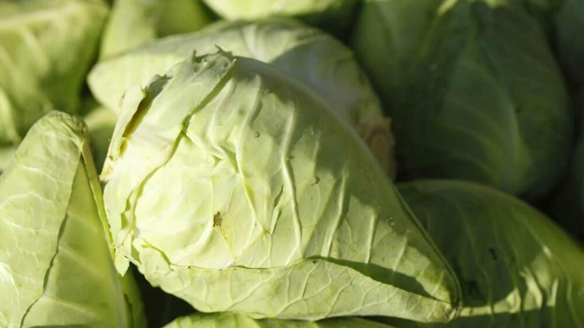 Das Rezept für Spitzkohl-Ring aus dem Gugelhupf sollten Sie probieren. Spitzkohl ist gesund und vor allem richtig lecker.