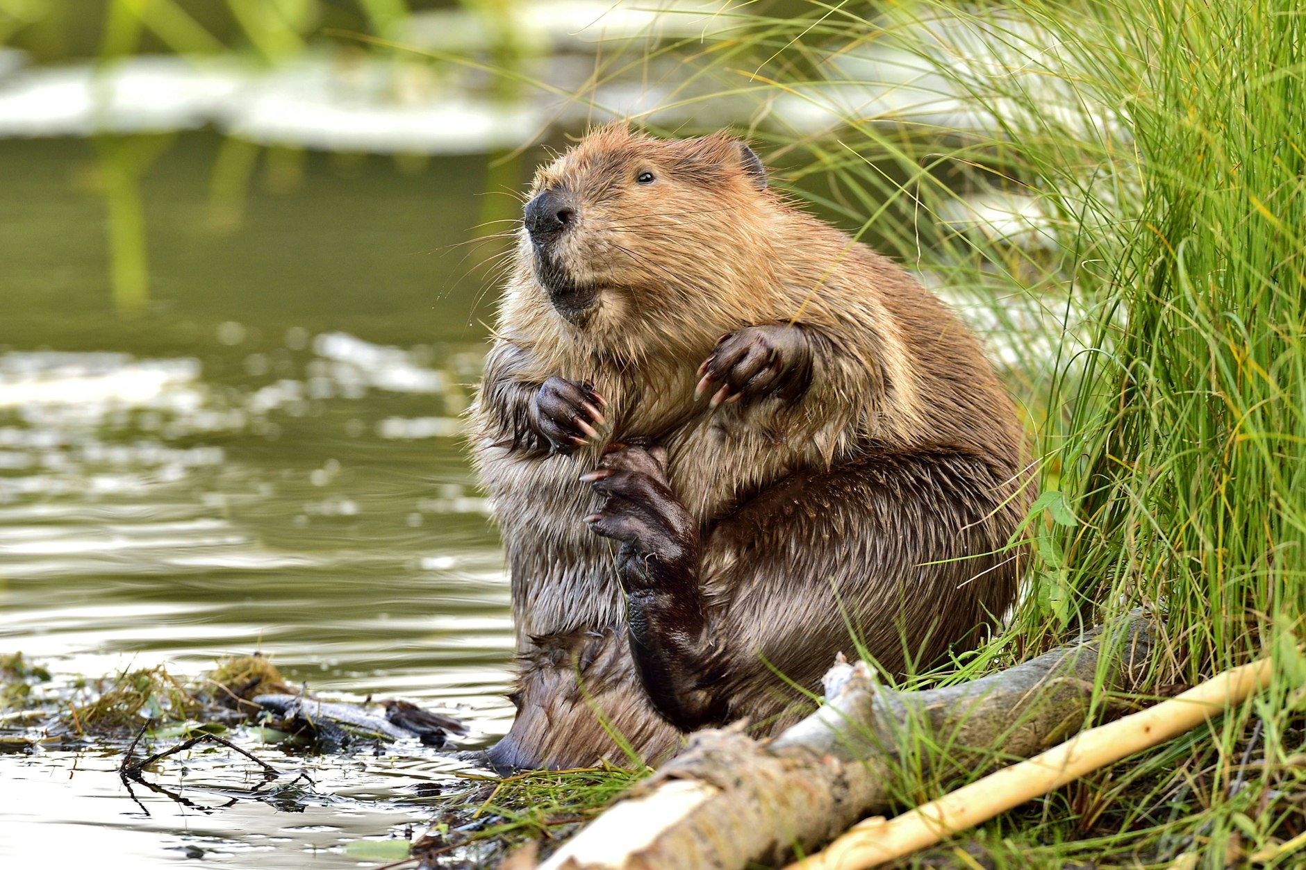 Brandenburg: Über 100 Biber geschossen – Landesbestand um drei Prozent reduziert. (Symbolfoto) 