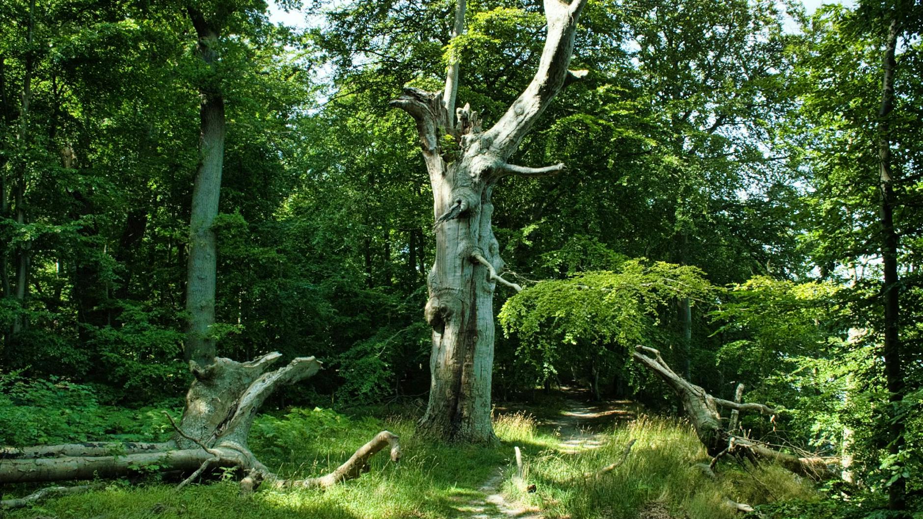 Der Wald auf dem Vilm ist nicht nur geschützt, es ist sogar ein echter Urwald.