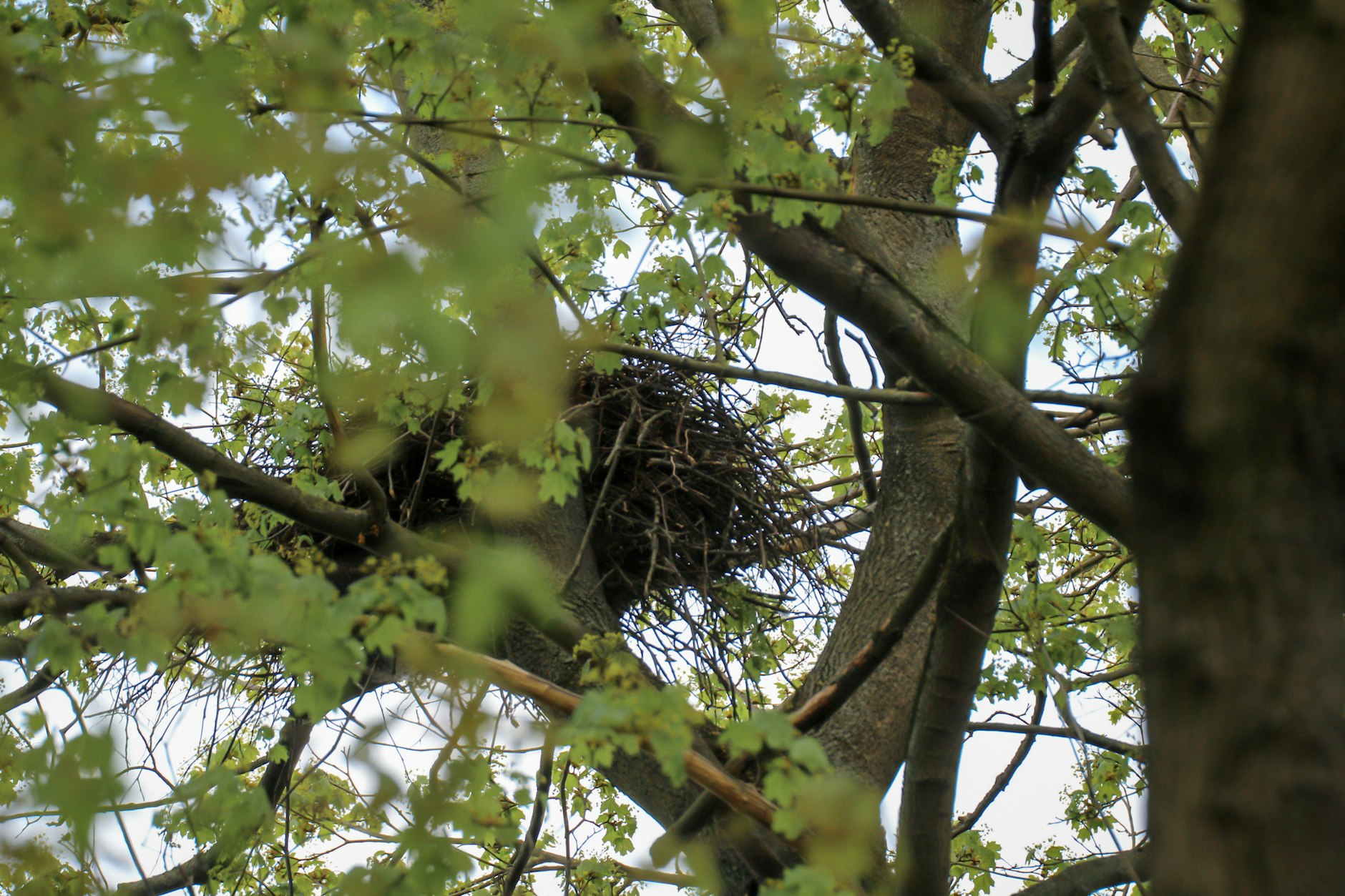 Vogelnest oder Wohnungen? In Berlin liegt ein 100-Millionen-Projekt für 230 Wohnungen auf Eis.