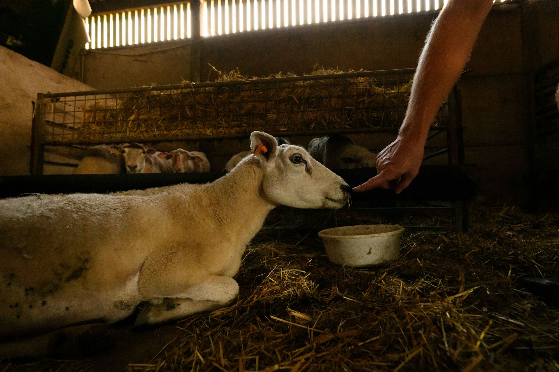 Blauzungenvirus ist in Berlin angekommen. Betroffen sei ein kleiner Schafbestand im Bezirk Steglitz-Zehlendorf, teilte die Senatsverwaltung für Justiz und Verbraucherschutz mit. Der Virus wird von bestimmten Mücken übertragen. (Symbolbild)