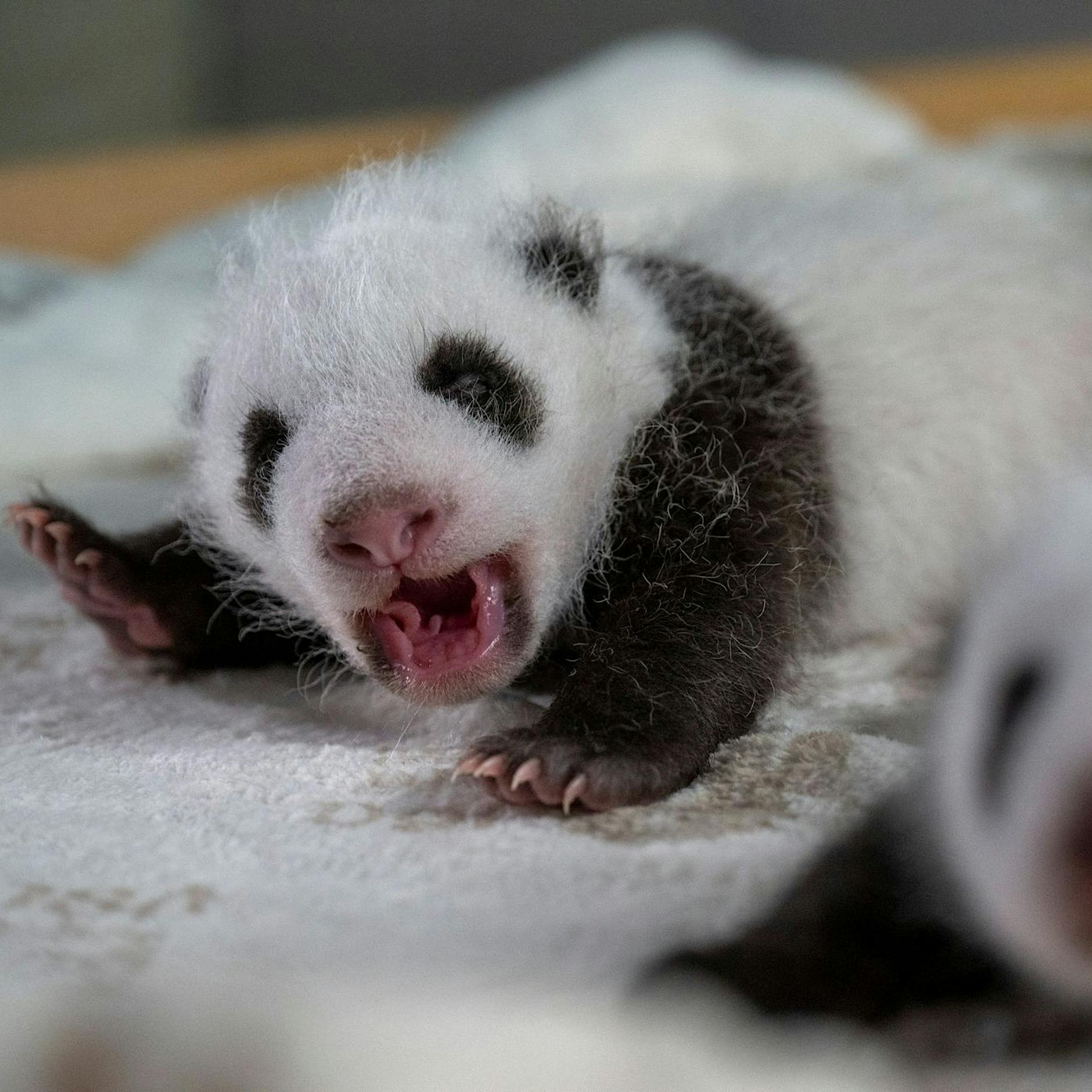 Exklusive Panda-Tour im Zoo Berlin: Tickets für 460 Euro