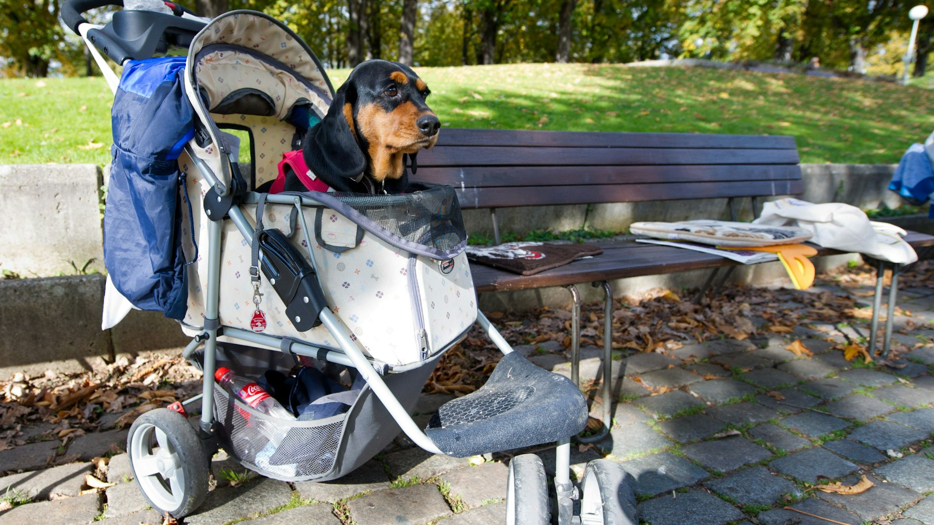 Im Buggy fahren vor allem Hunde mit, die nicht mehr gut laufen können.
