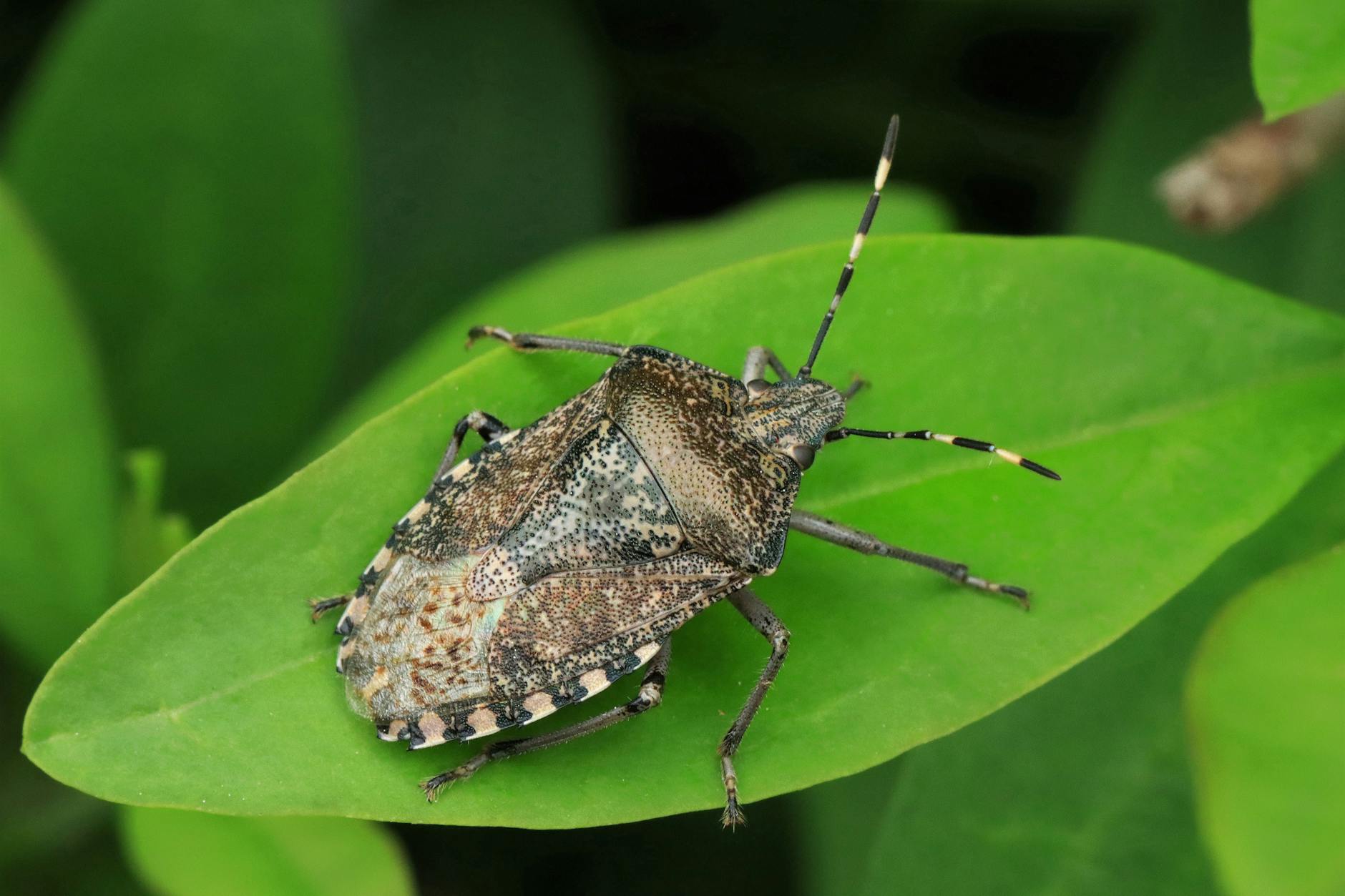 Im Sommer sind sie in der Natur, doch mit den ersten Herbsttagen belagern Stinkwanzen Wohnungen.