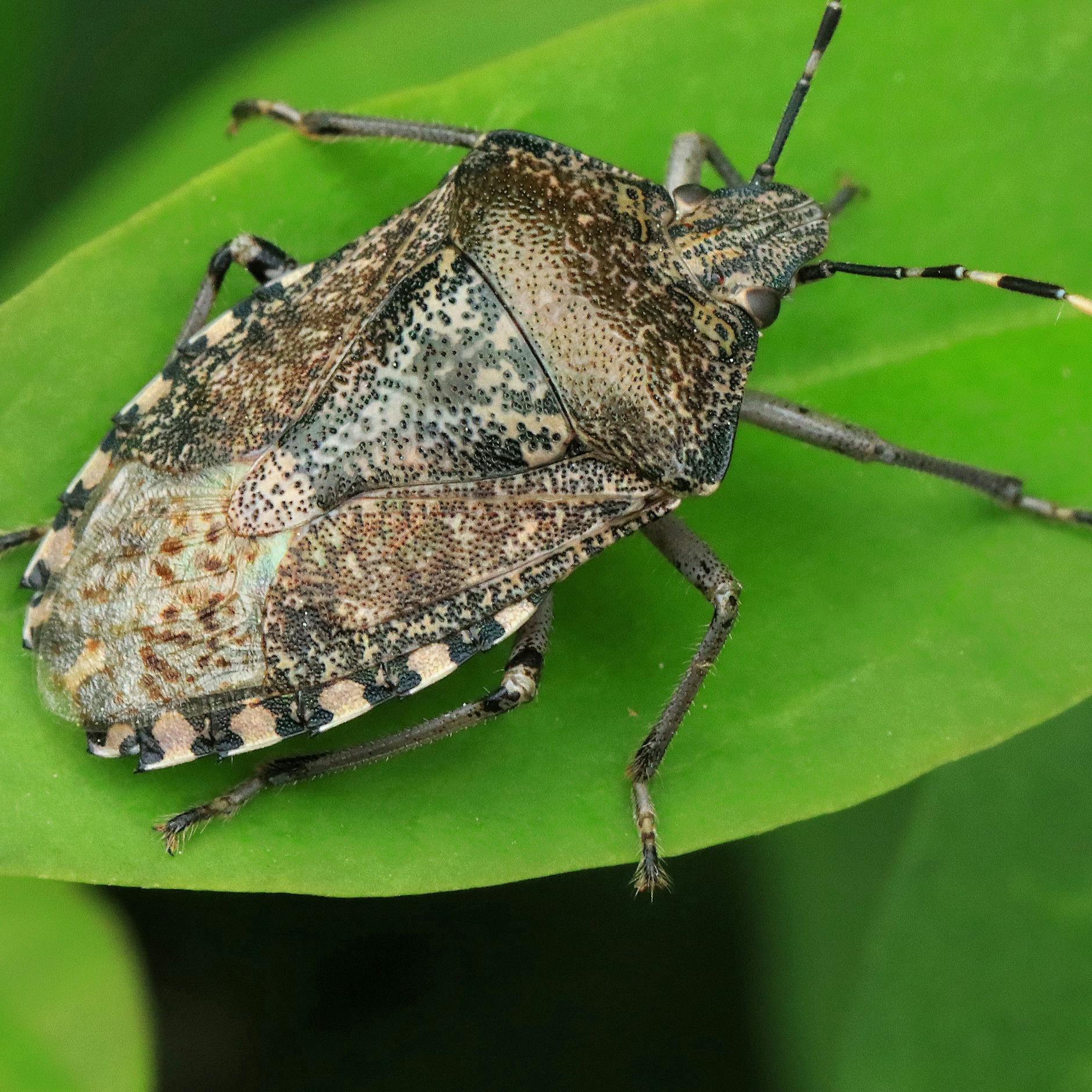 Krabbler-Alarm: So werden Sie lästige Stinkwanzen im Haus wieder los!