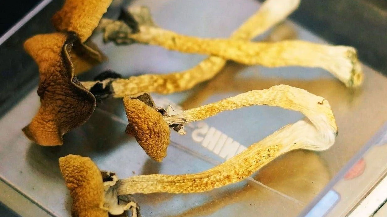 Vor seiner Bluttat hatte der Mann sogenannte „Magic Mushrooms“ eingenommen.