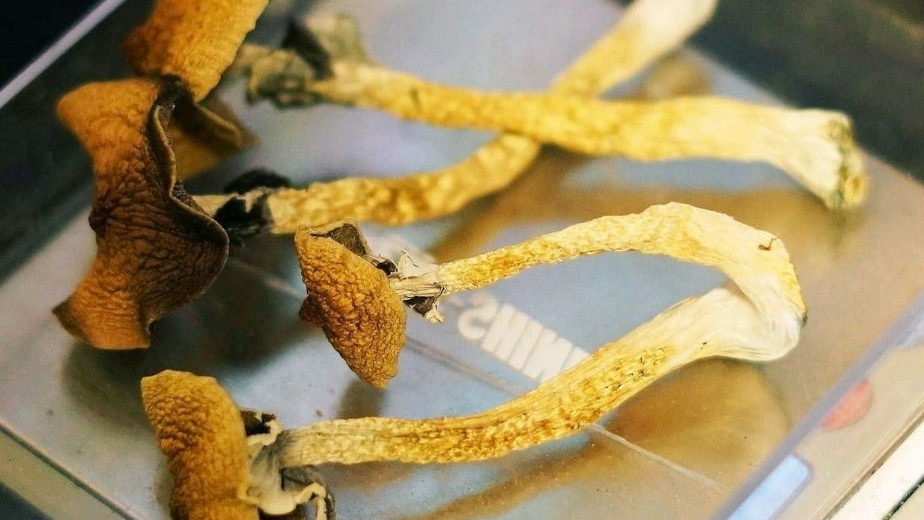 Vor seiner Bluttat hatte der Mann sogenannte „Magic Mushrooms“ eingenommen.