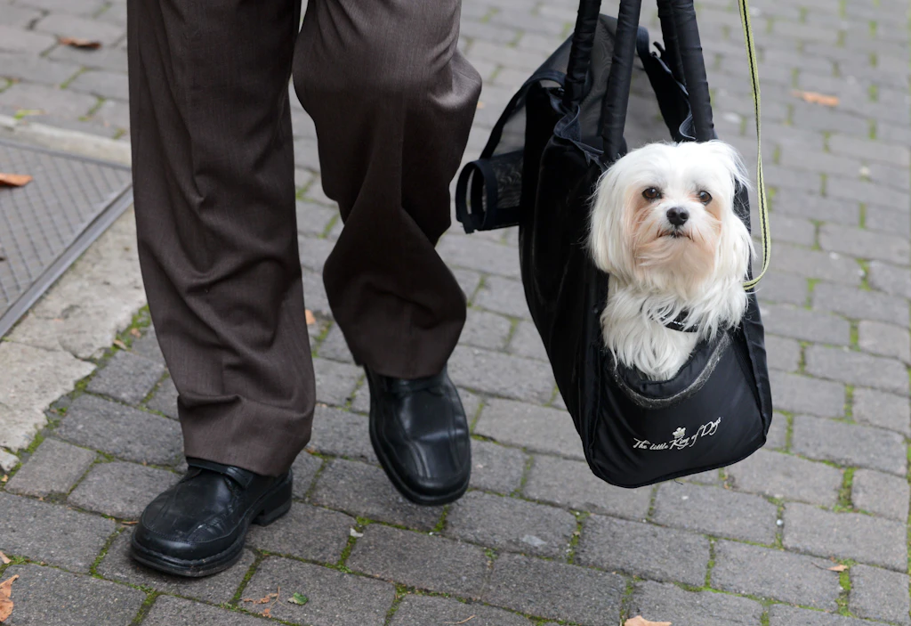 Braucht mein Hund einen Wagen oder eine Tasche?