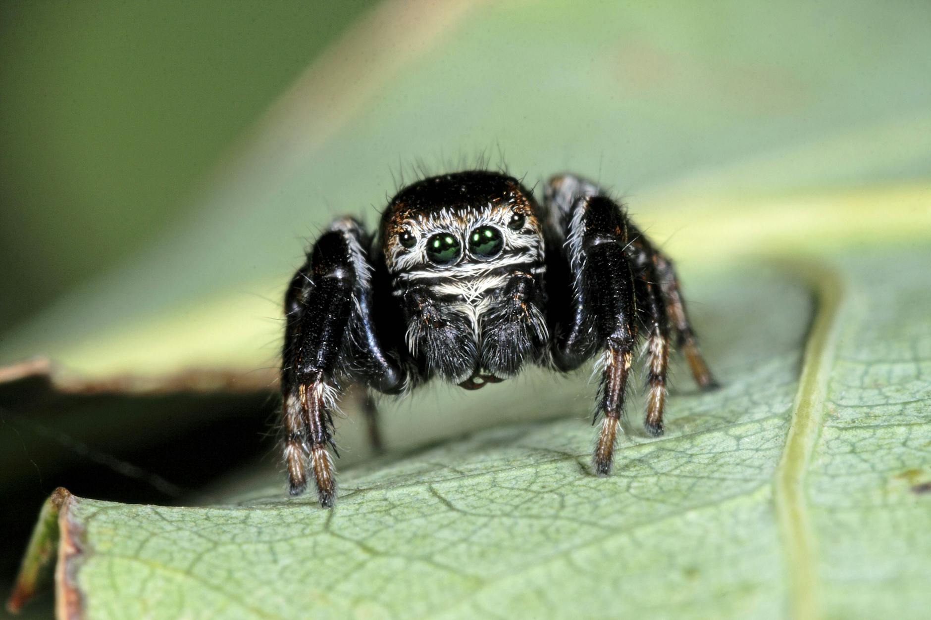 Eine kleine Spinne im Auto sorgte für einen Unfall. (Symbolbild)