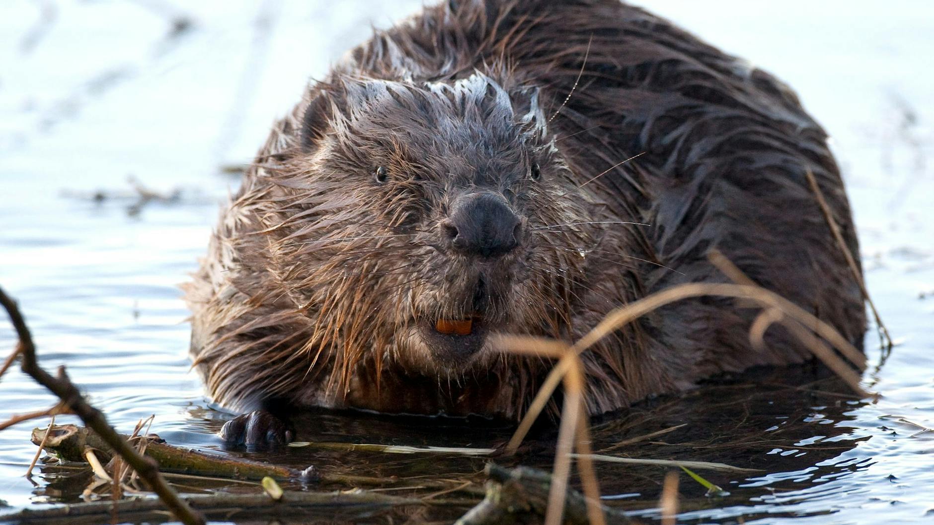 Am Ufer einer überschwemmten Oderwiese knabbert ein Biber die Rinde von Weidenästen ab. Rund 80 Artgenossen wurden wegen des Hochwassers erschossen.