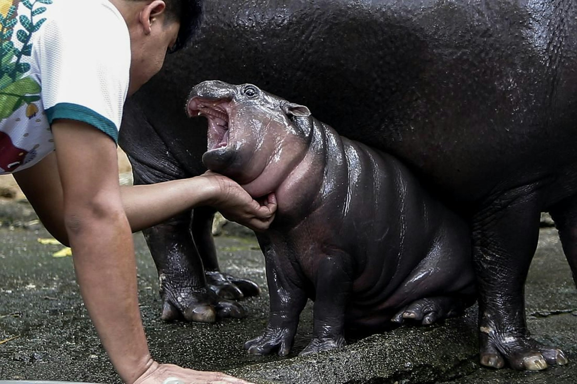 Die ganze Welt liebt das kleine Flusspferd. 