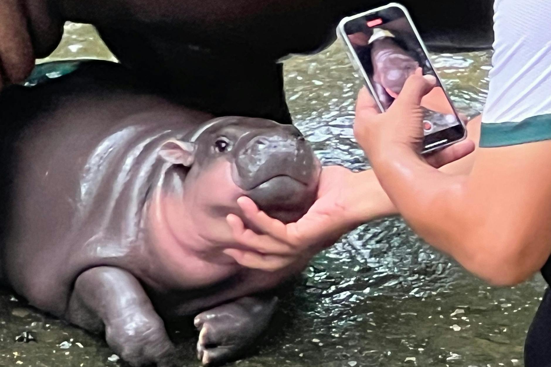 Moo Deng ist wegen seiner lustigen Grimassen zu einer Internet-Sensation geworden.