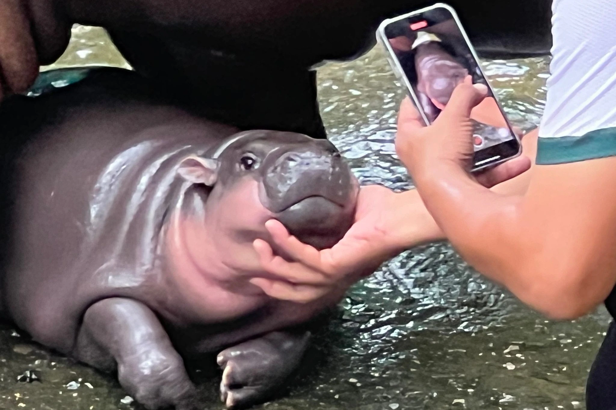 Moo Deng ist wegen seiner lustigen Grimassen zu einer Internet-Sensation geworden.