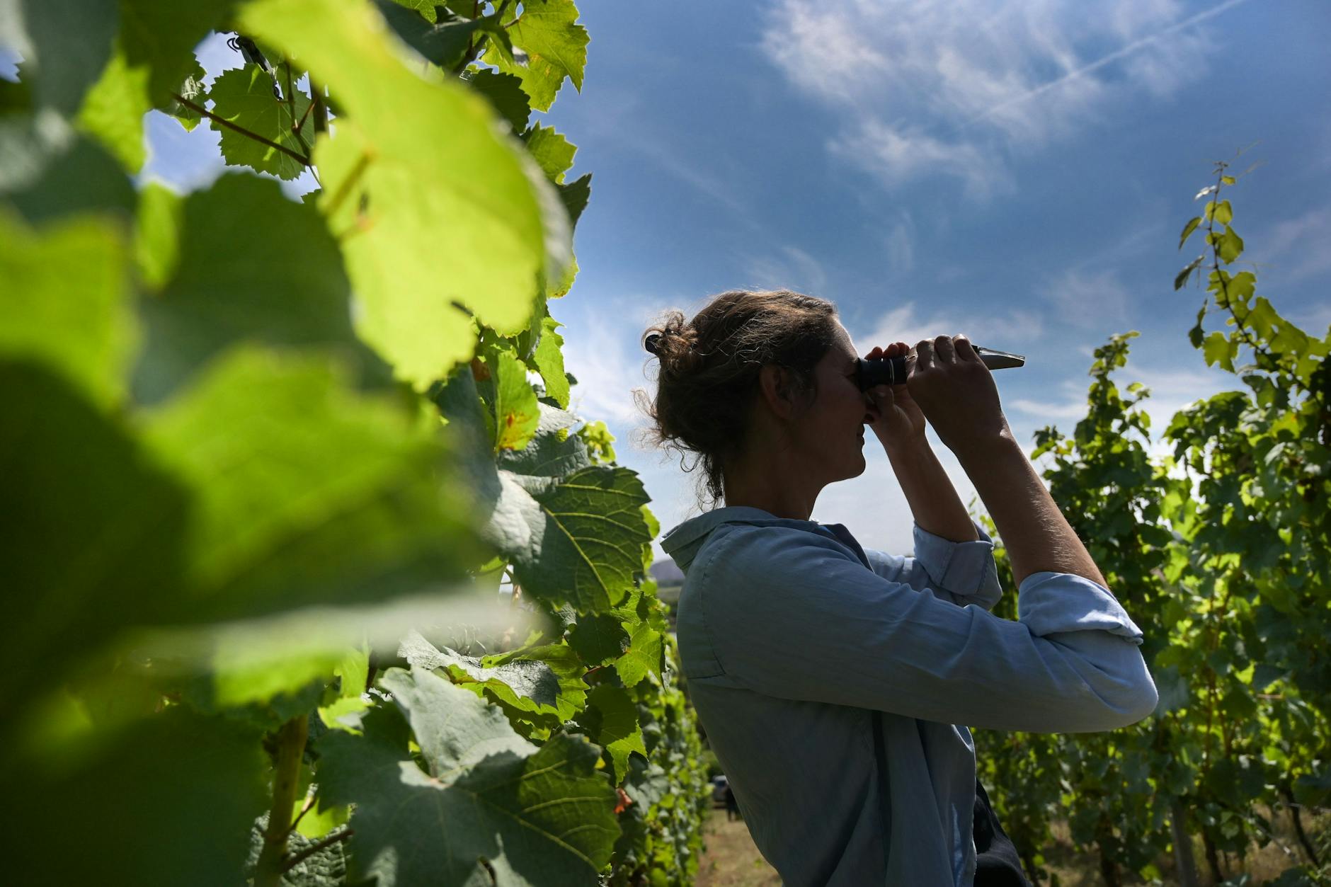 Eine Hauptrebschutzwärtin begutachtet mit einem Refraktometer die Qualität der Weintrauben auf einem Weinberg in der Saale-Unstrut-Region.