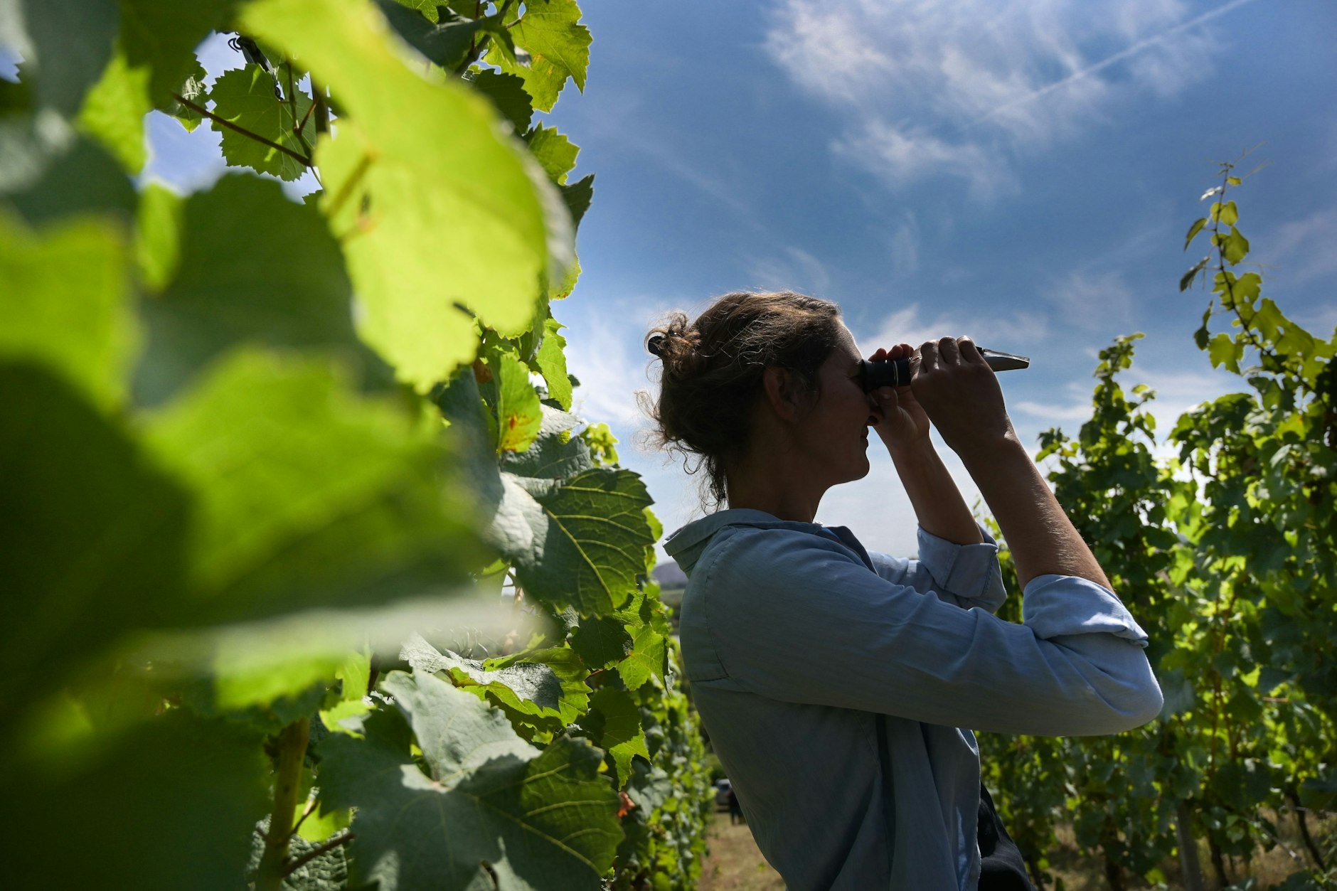 Eine Hauptrebschutzwärtin begutachtet mit einem Refraktometer die Qualität der Weintrauben auf einem Weinberg in der Saale-Unstrut-Region.